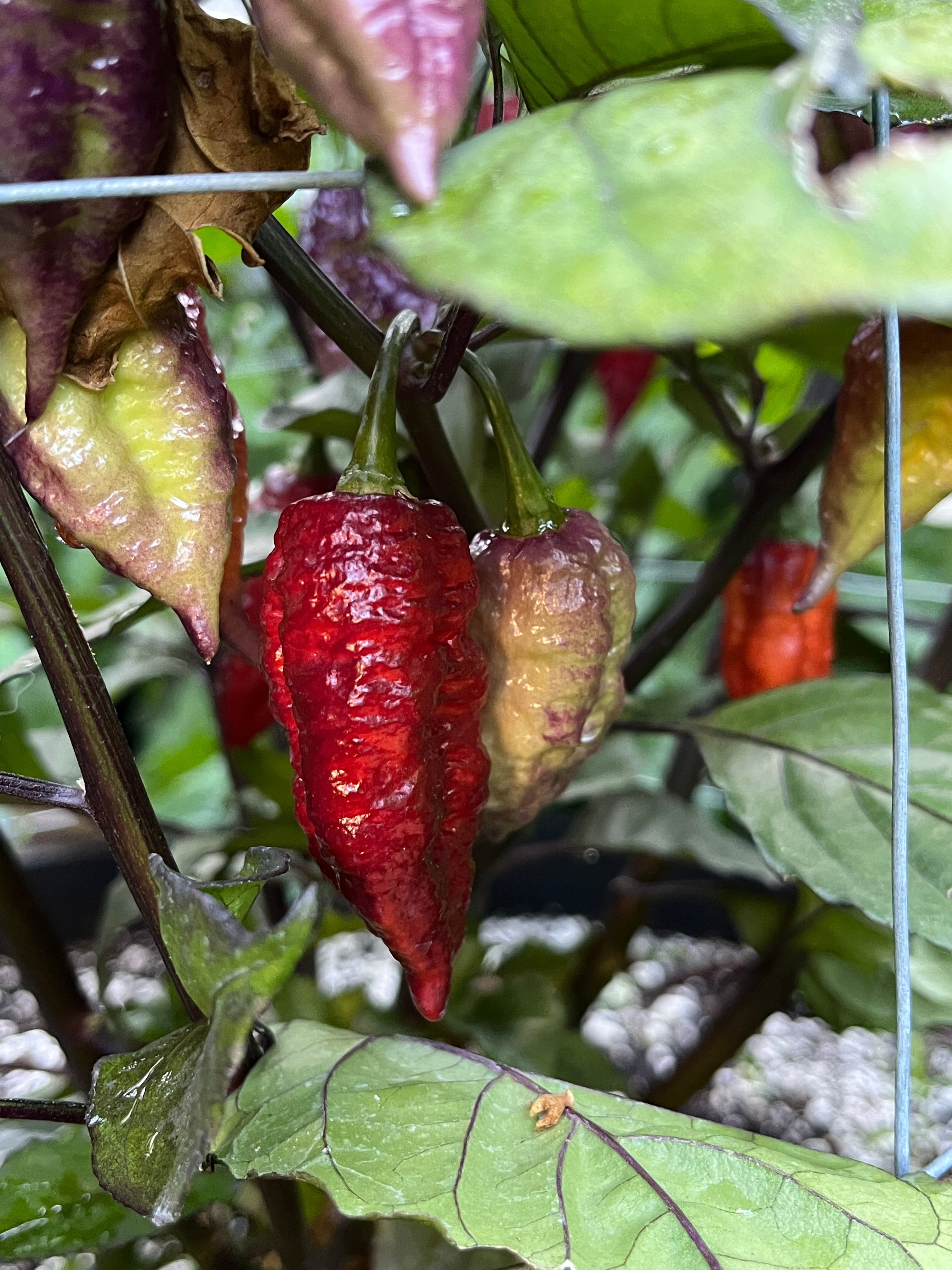 Fox dark ghost Gnarly ruby seeds