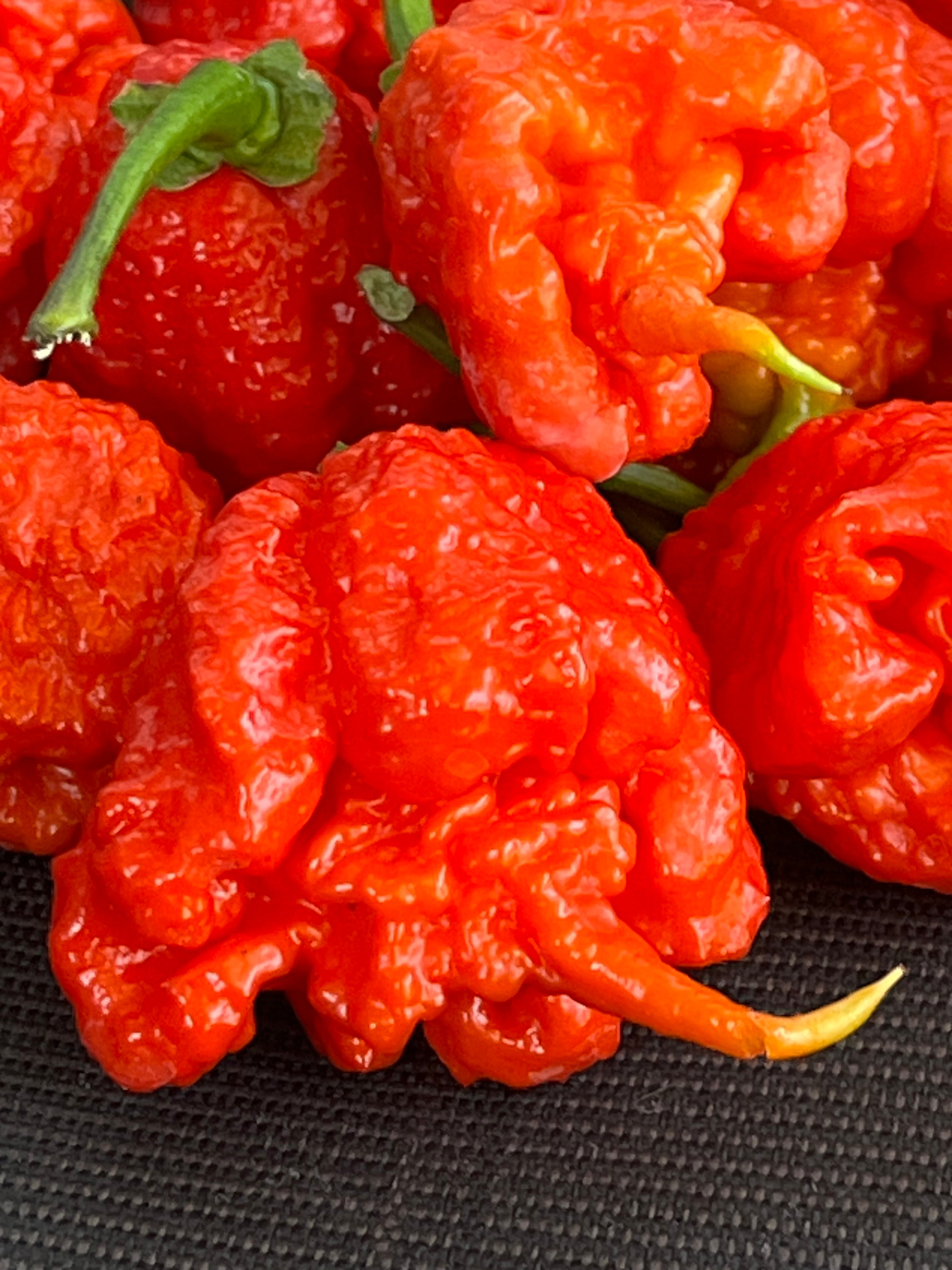 Carolina reaper red seeds