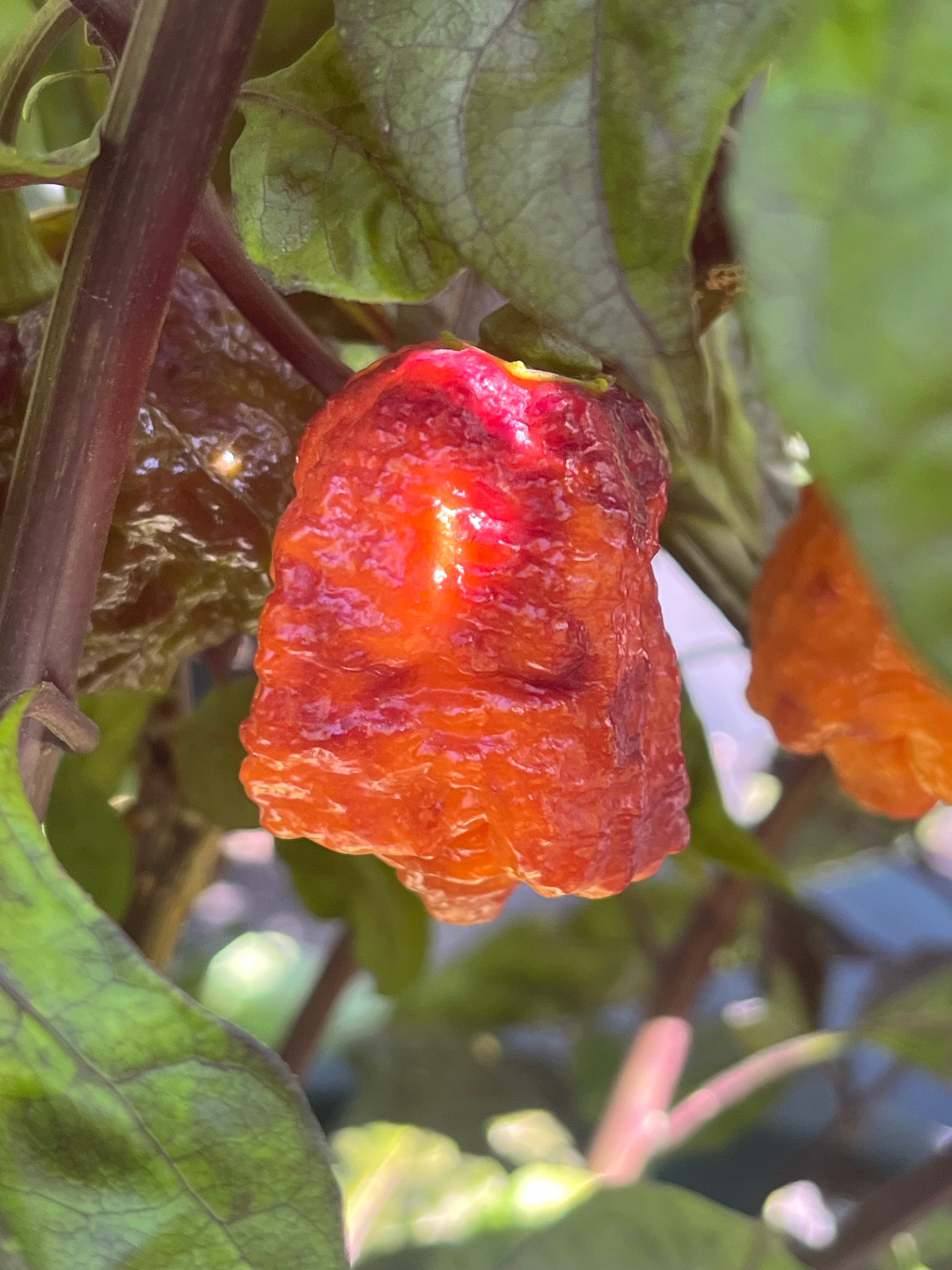 Orange gator jigsaw seeds