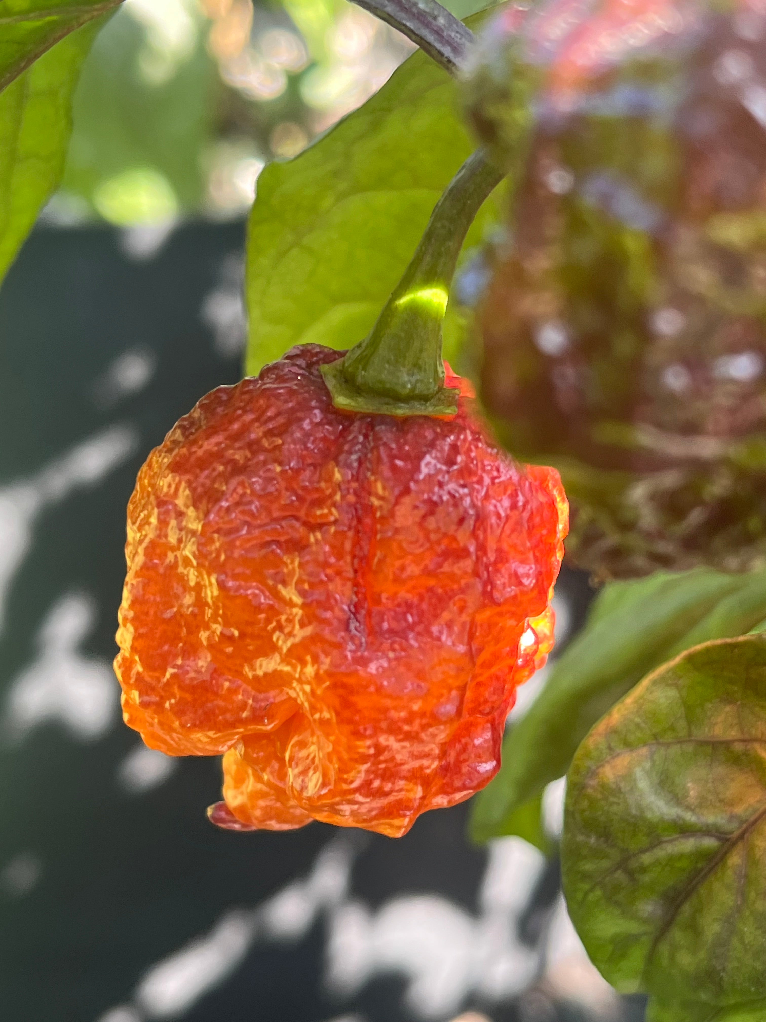 Orange gator jigsaw seeds