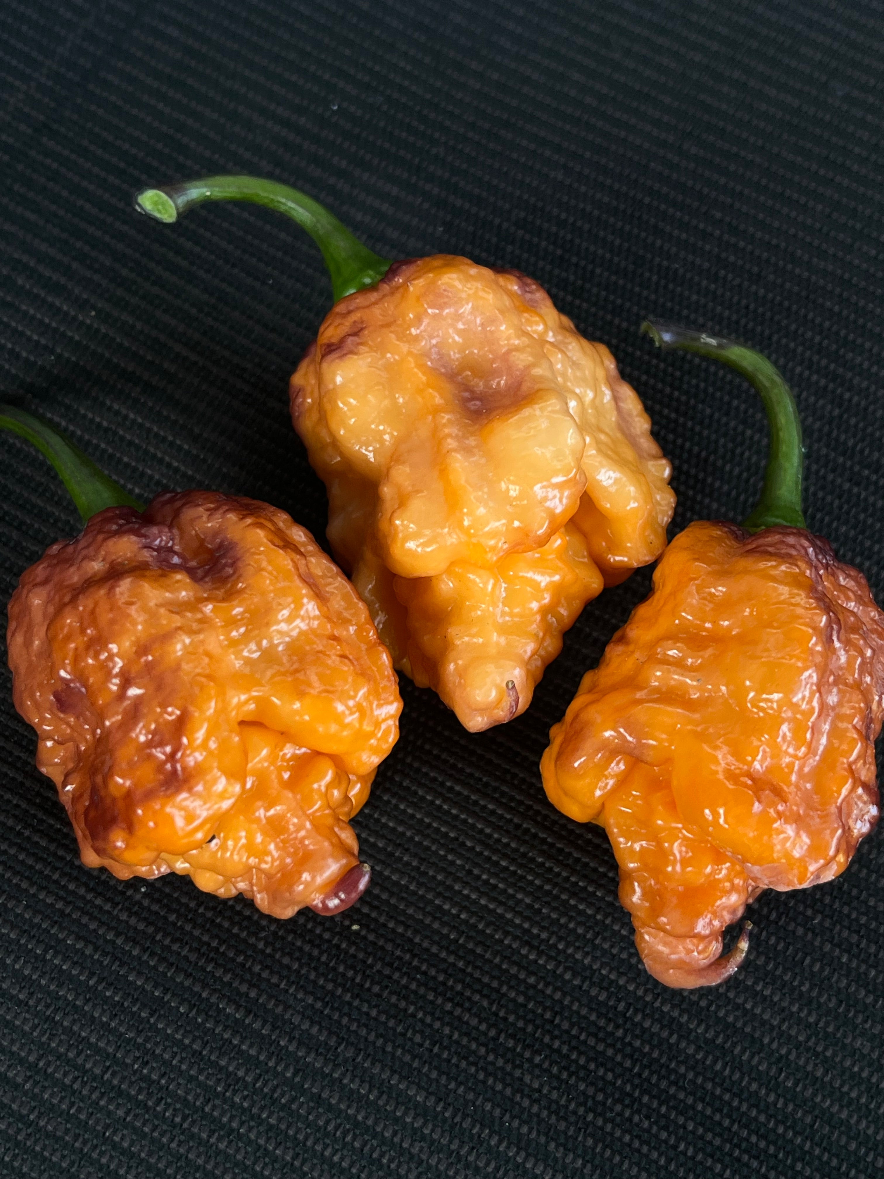 Orange gator jigsaw seeds
