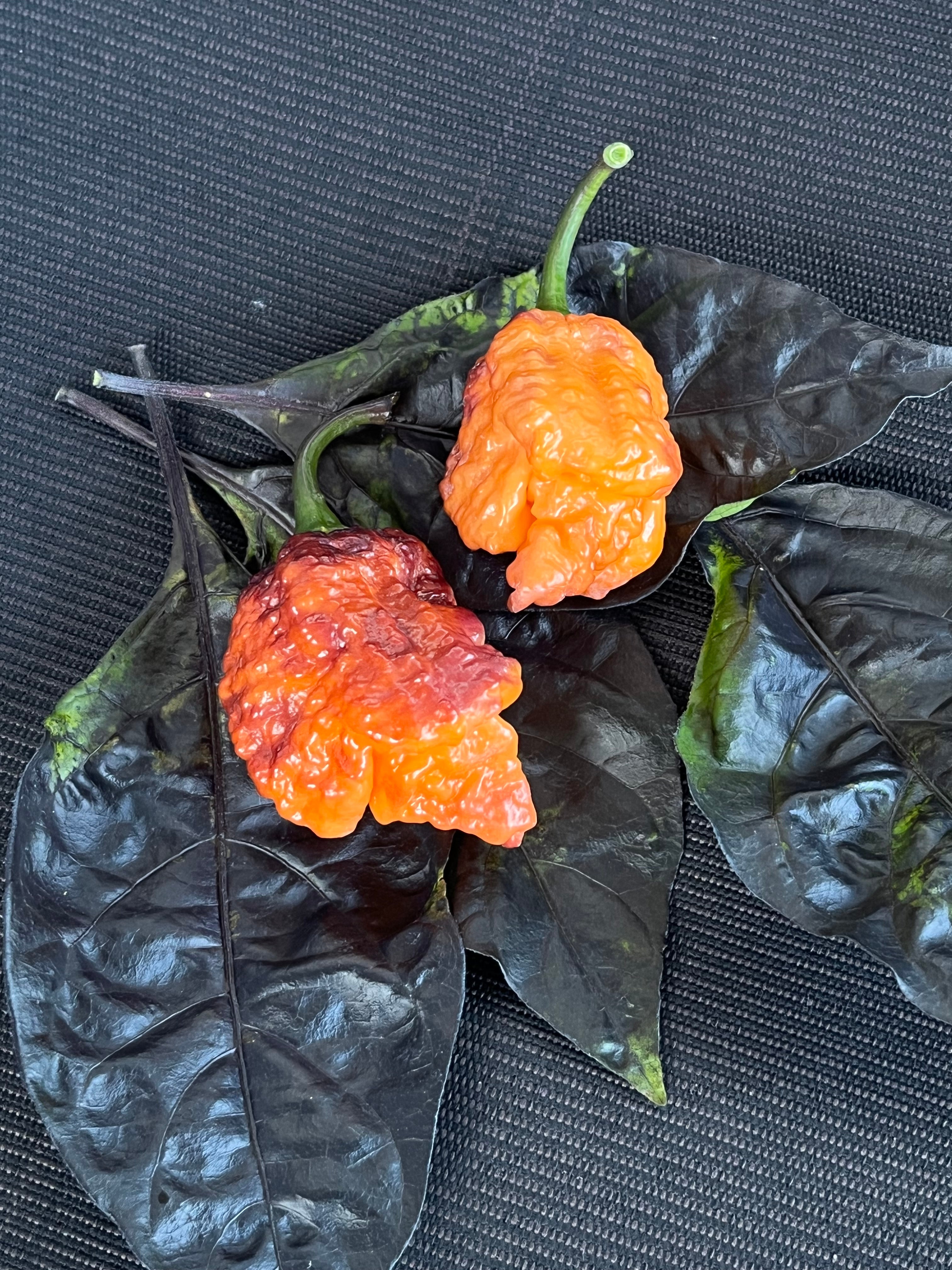Orange gator jigsaw seeds