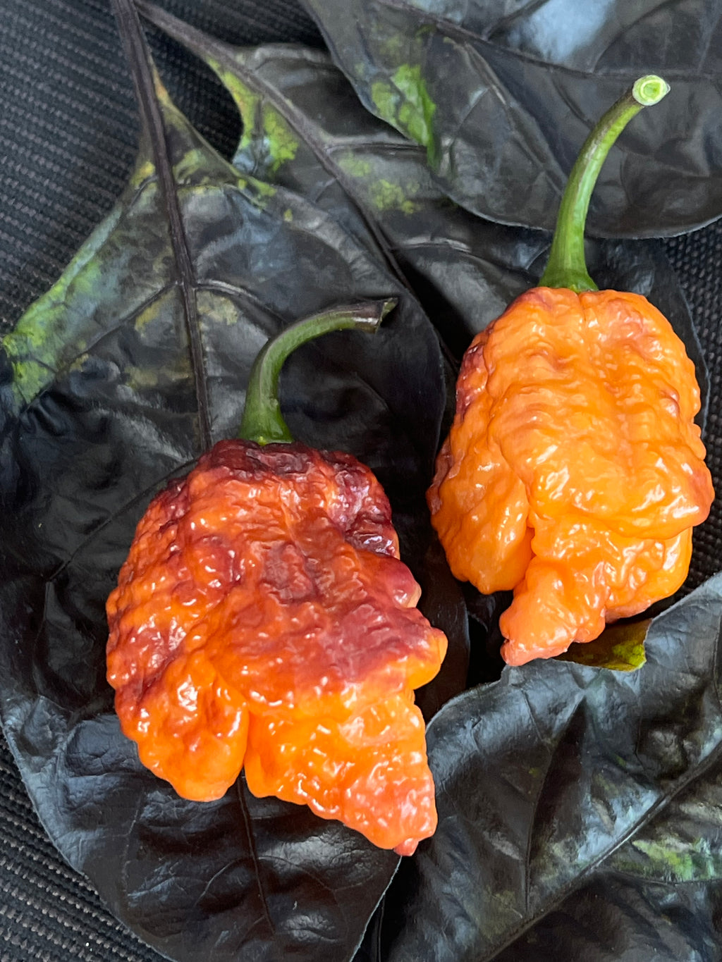 Orange gator jigsaw seeds