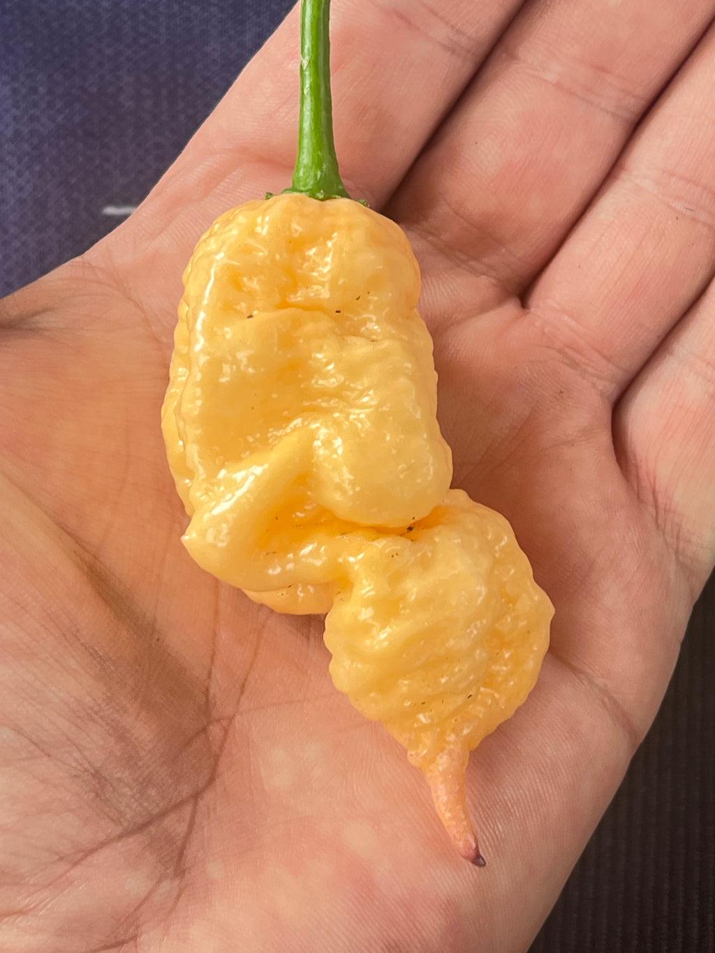 Peach Prodigy seeds