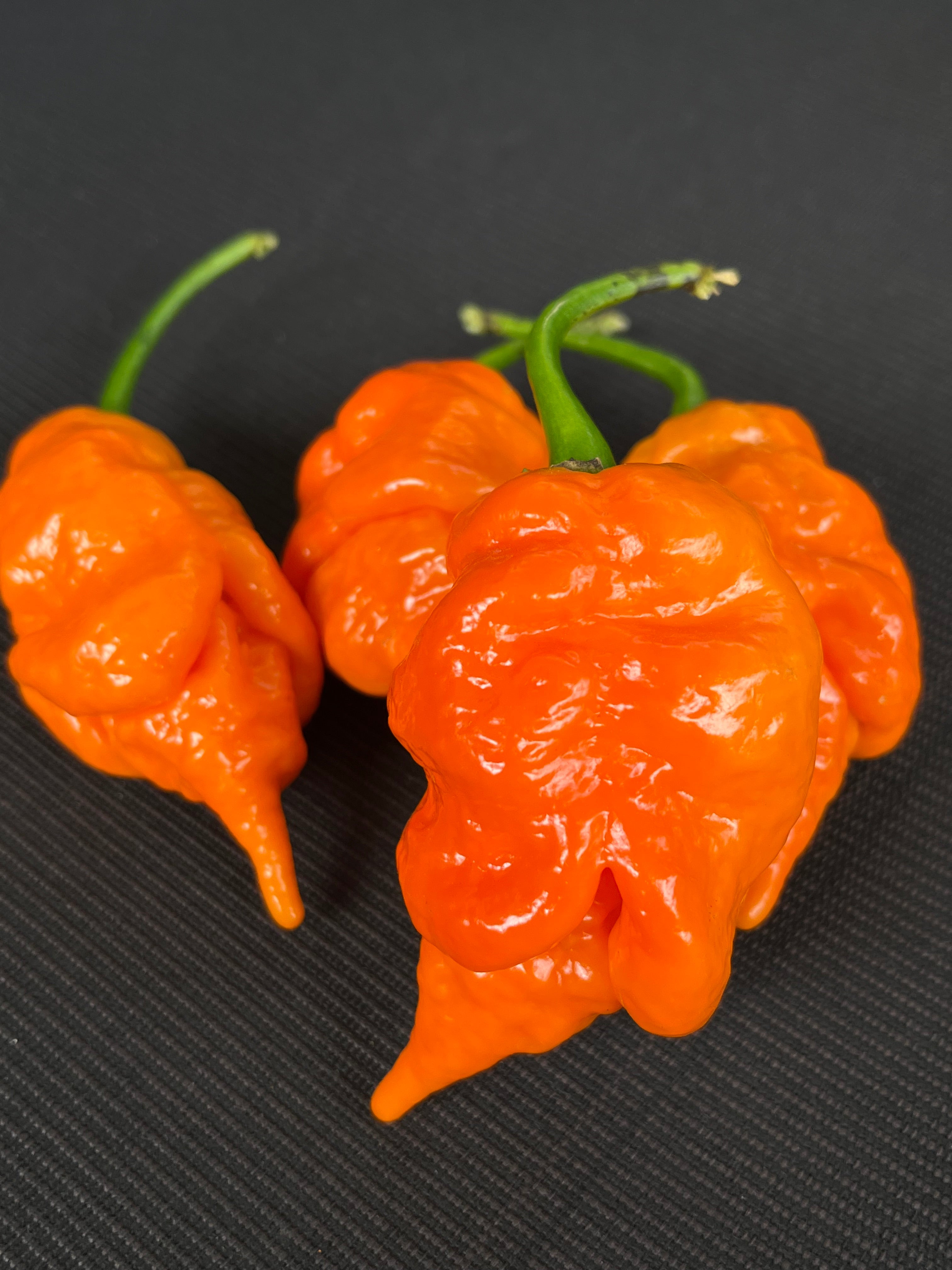 Orange longtailed scorpions seeds