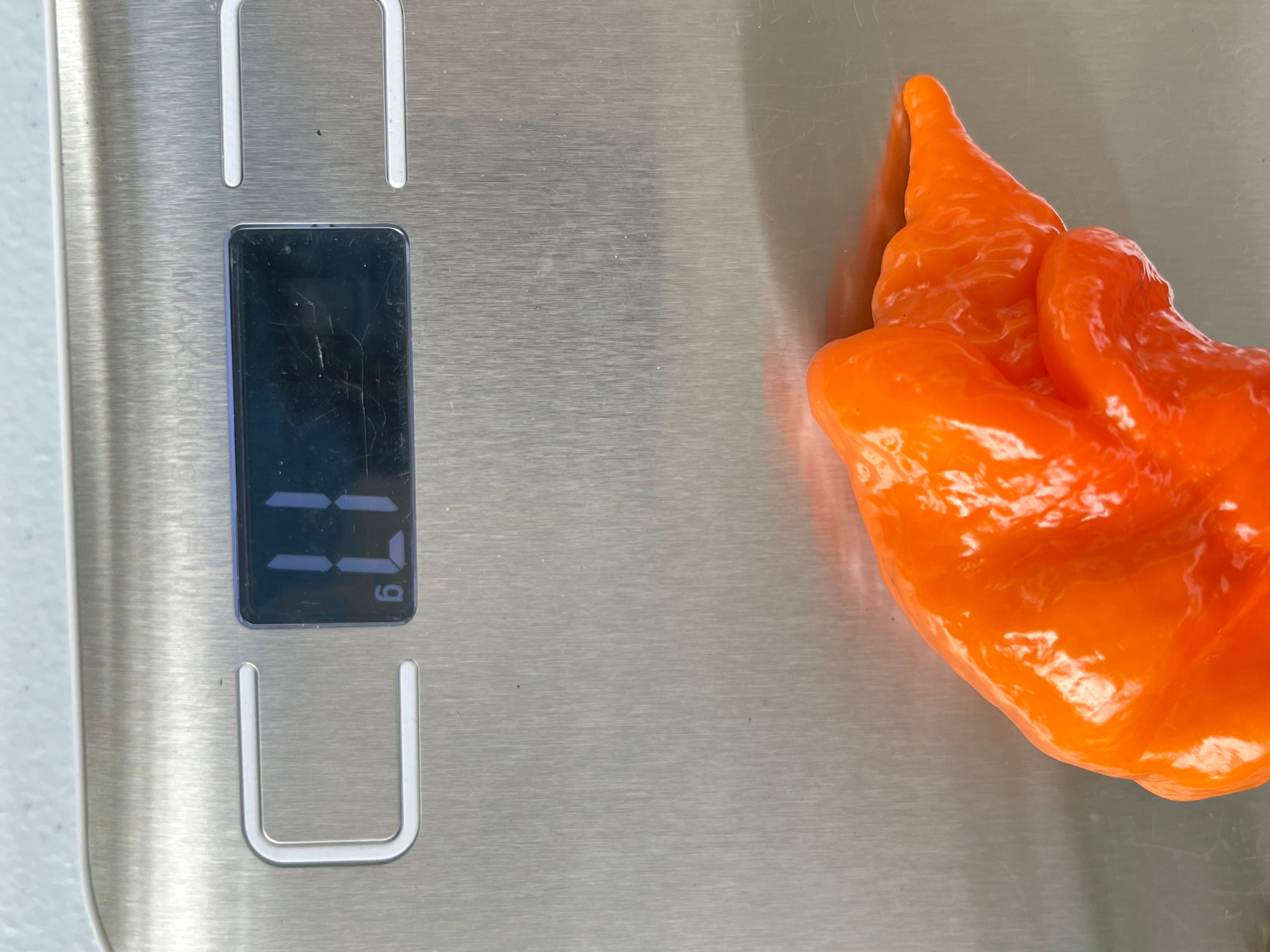 Orange longtailed scorpions seeds