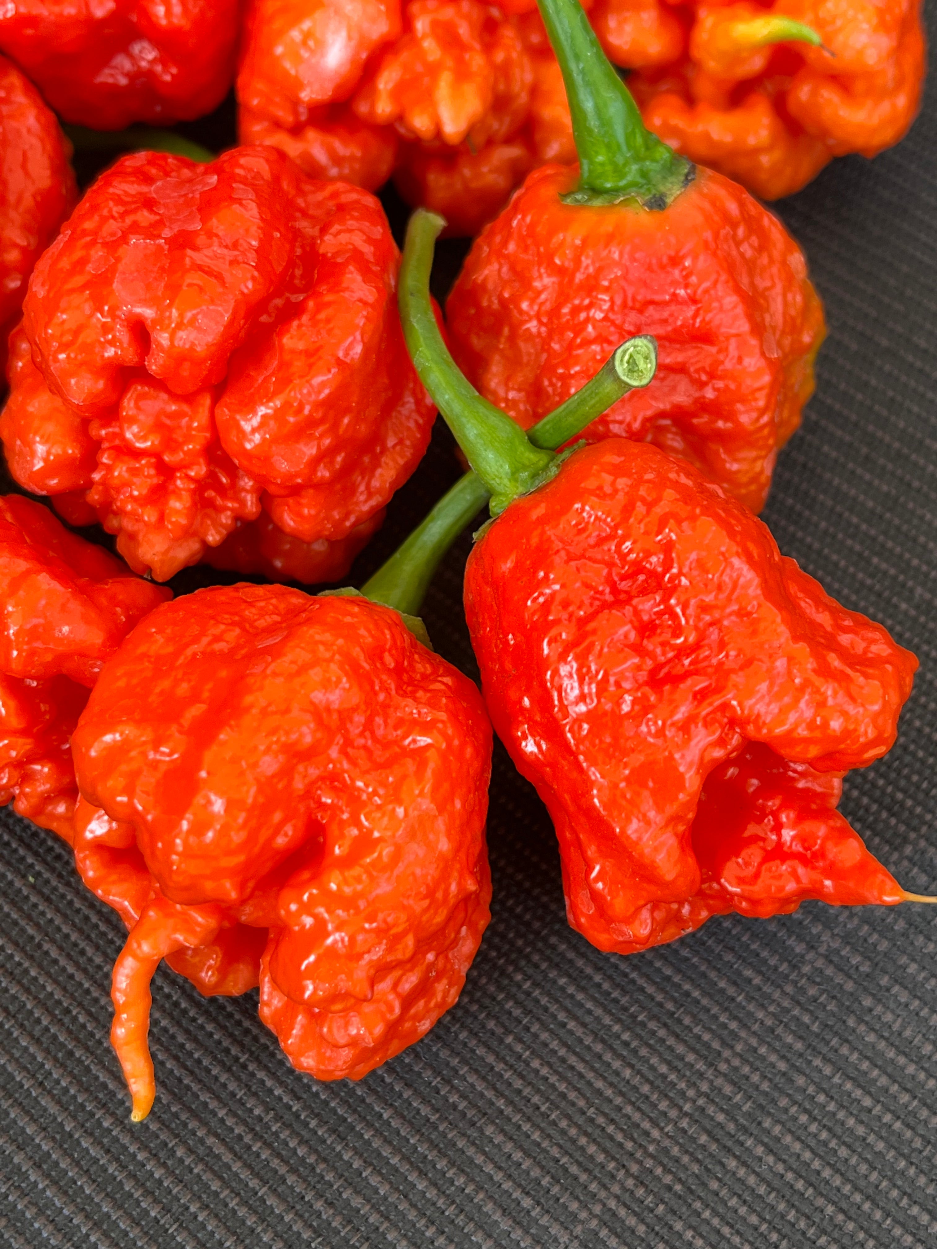 7pot primo red seeds