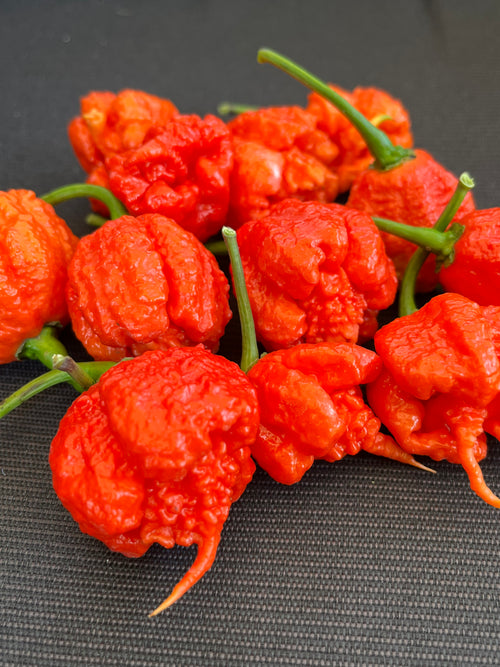 7pot primo red seeds