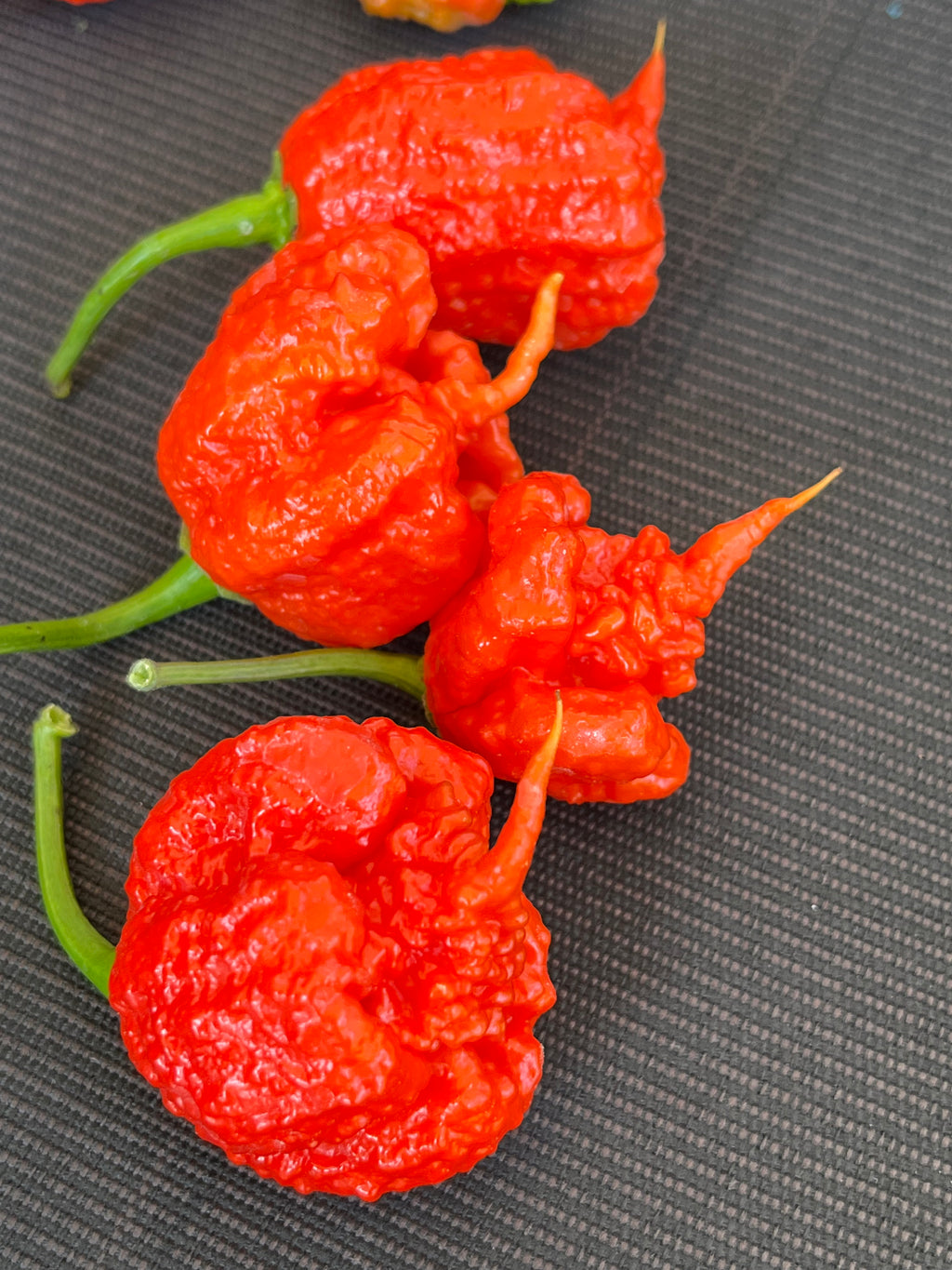 7pot primo red seeds