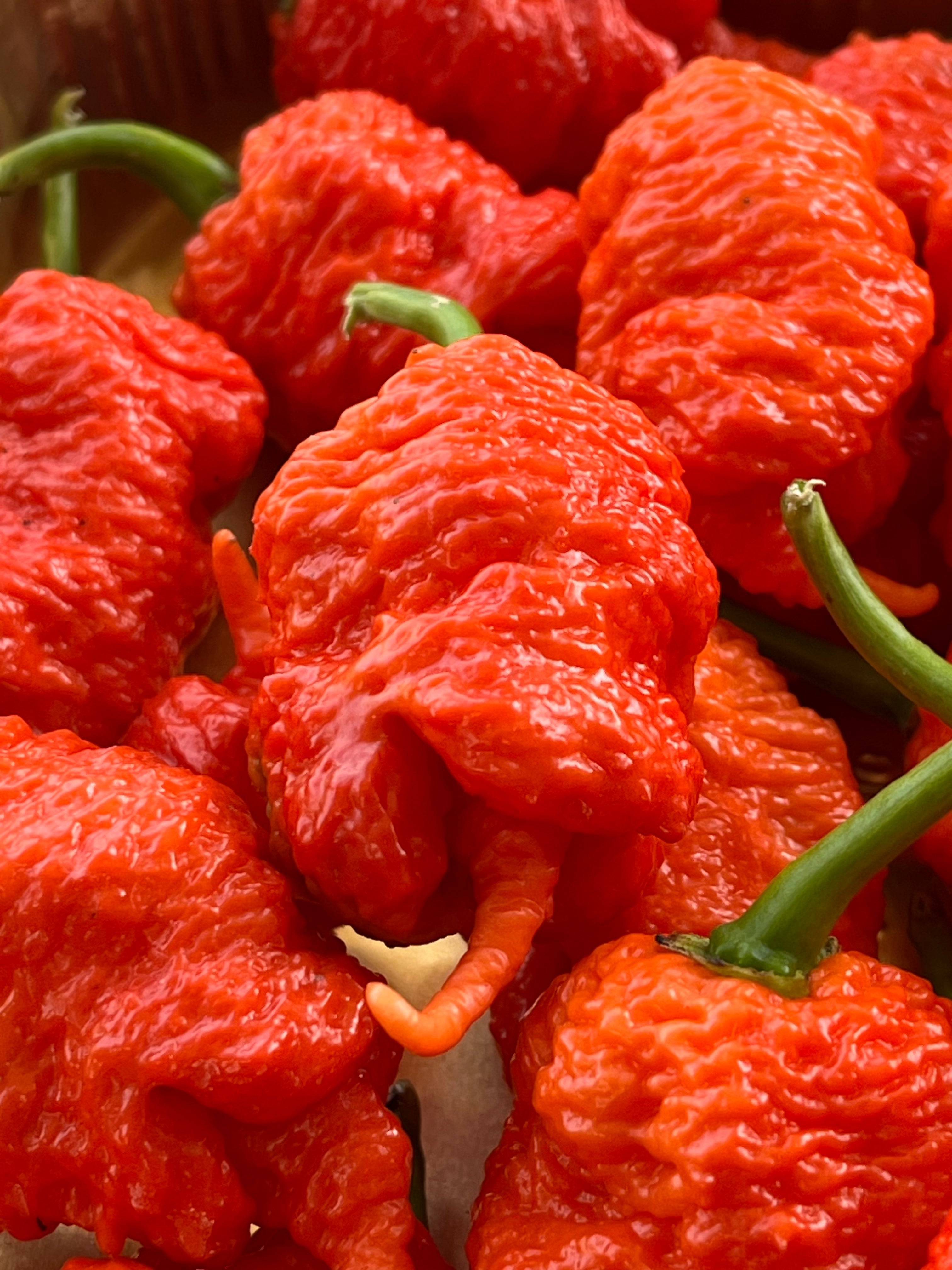 Kevin‘s red fried chicken (F3) seeds