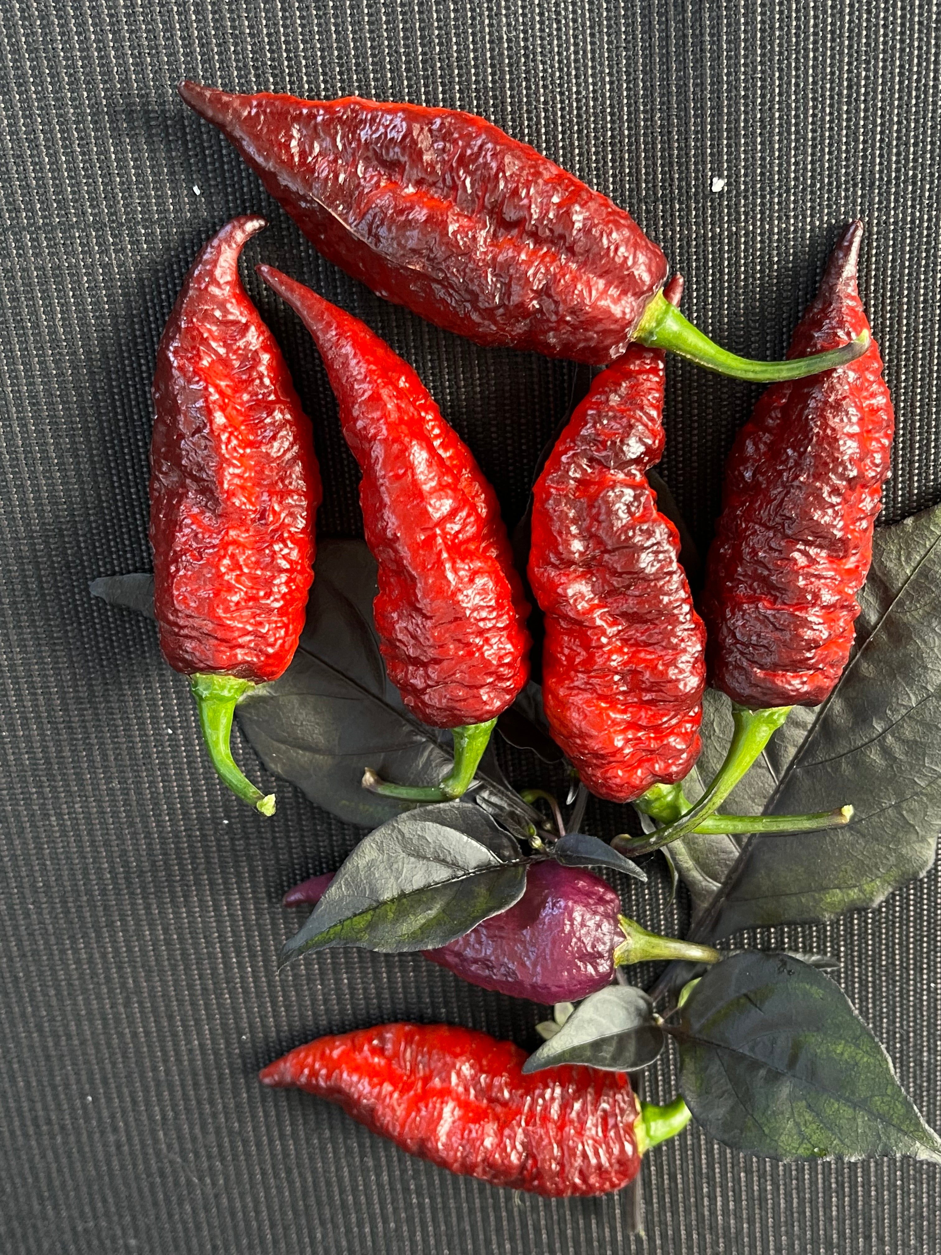 Fox dark ghost Gnarly ruby seeds