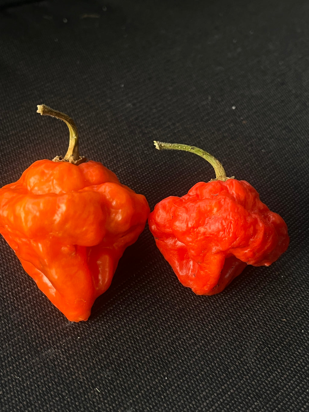 MA Wartryx Red seeds