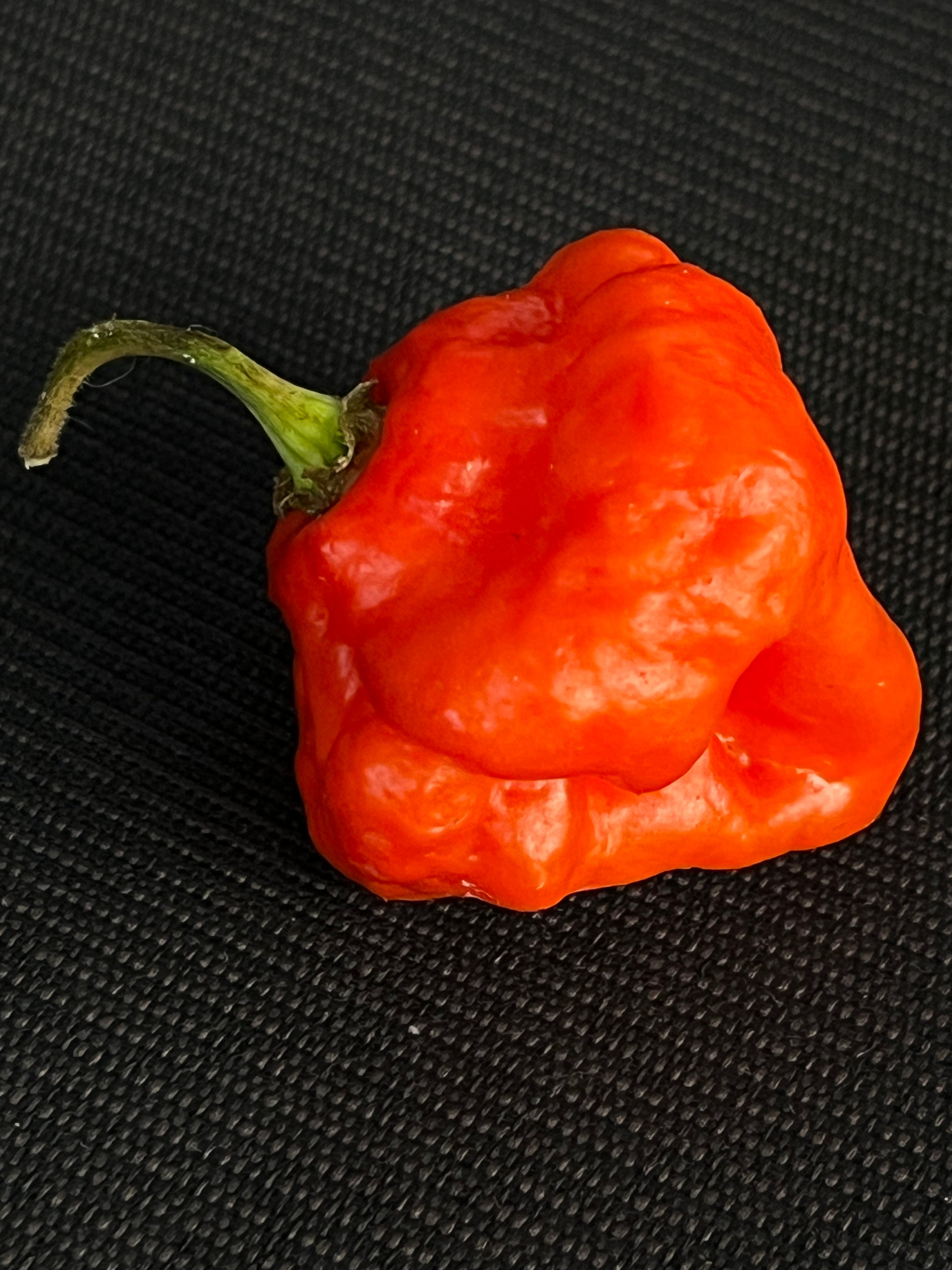 MA Wartryx Red seeds