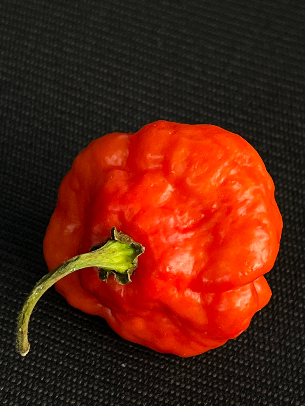 MA Wartryx Red seeds