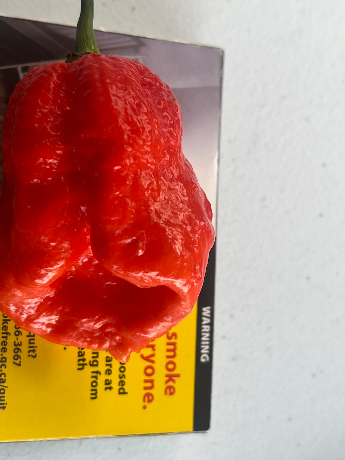 Why not red seeds