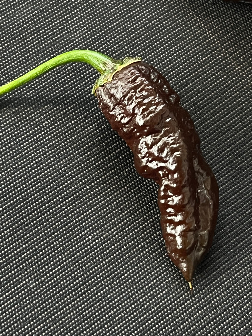 Frankenstein BBG7 seeds