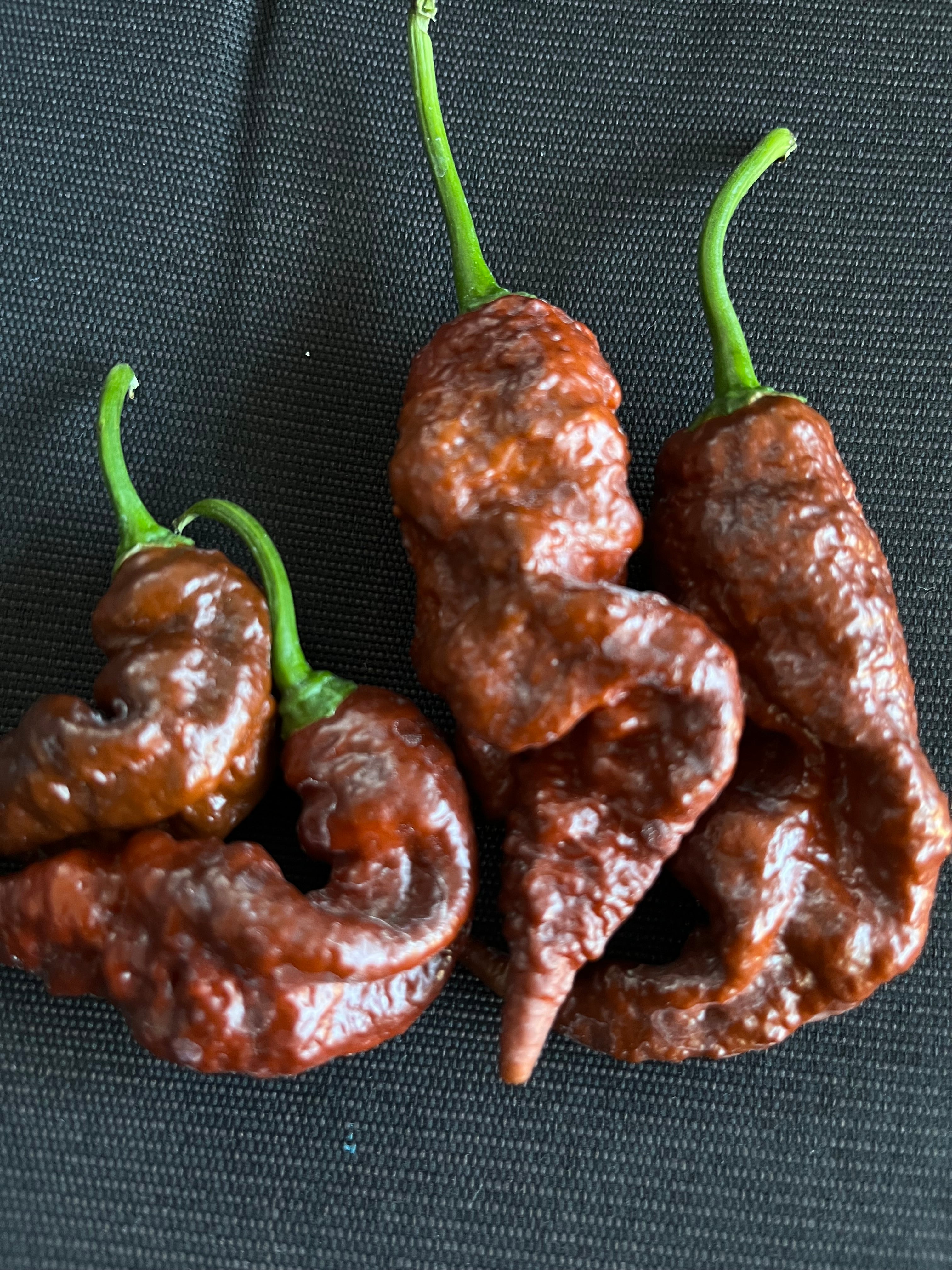 Chocolate Primotali seeds