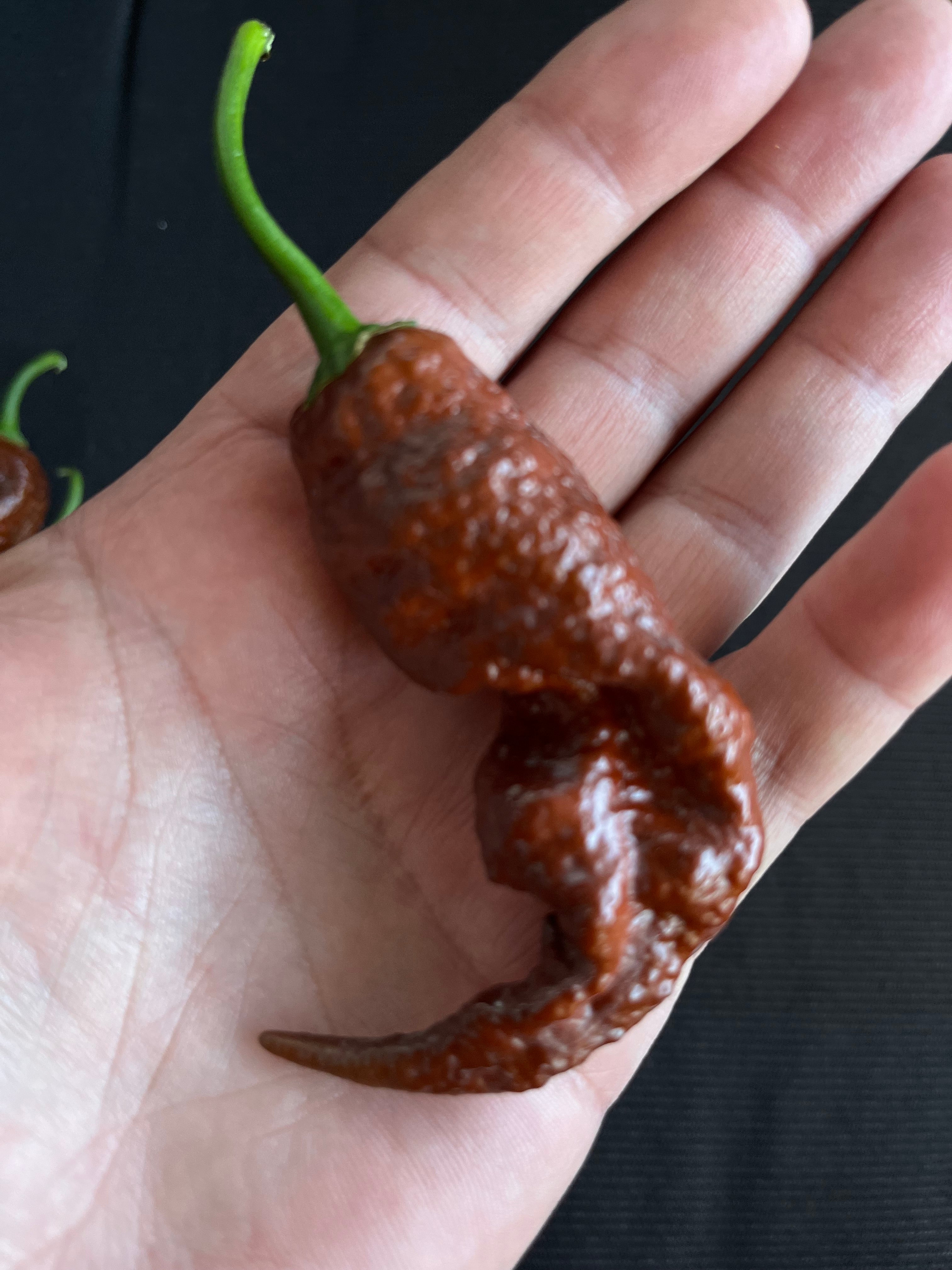 Chocolate Primotali seeds