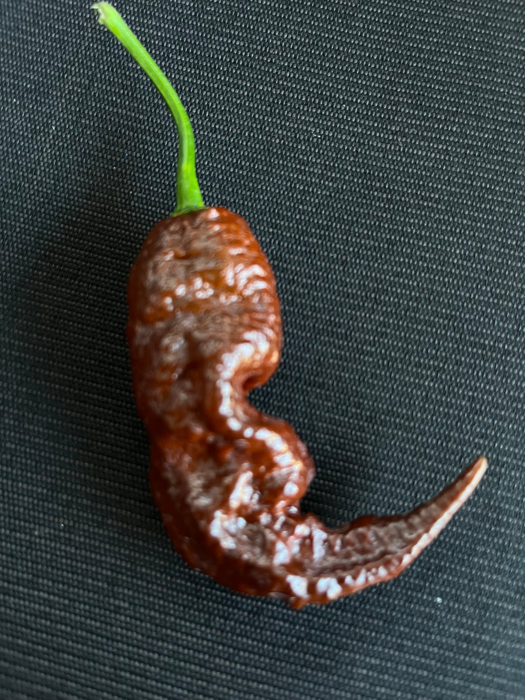 Chocolate Primotali seeds