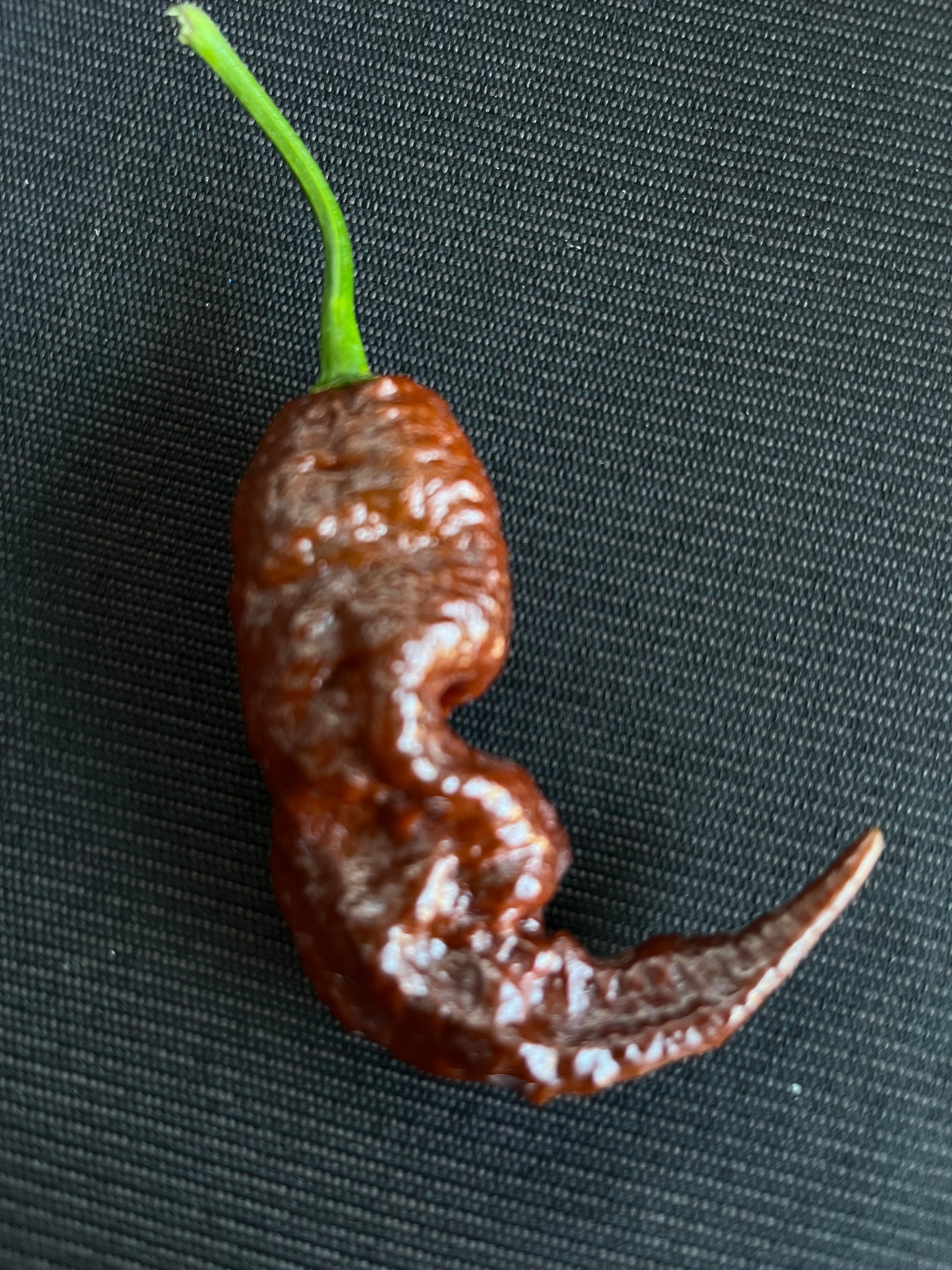Chocolate Primotali seeds
