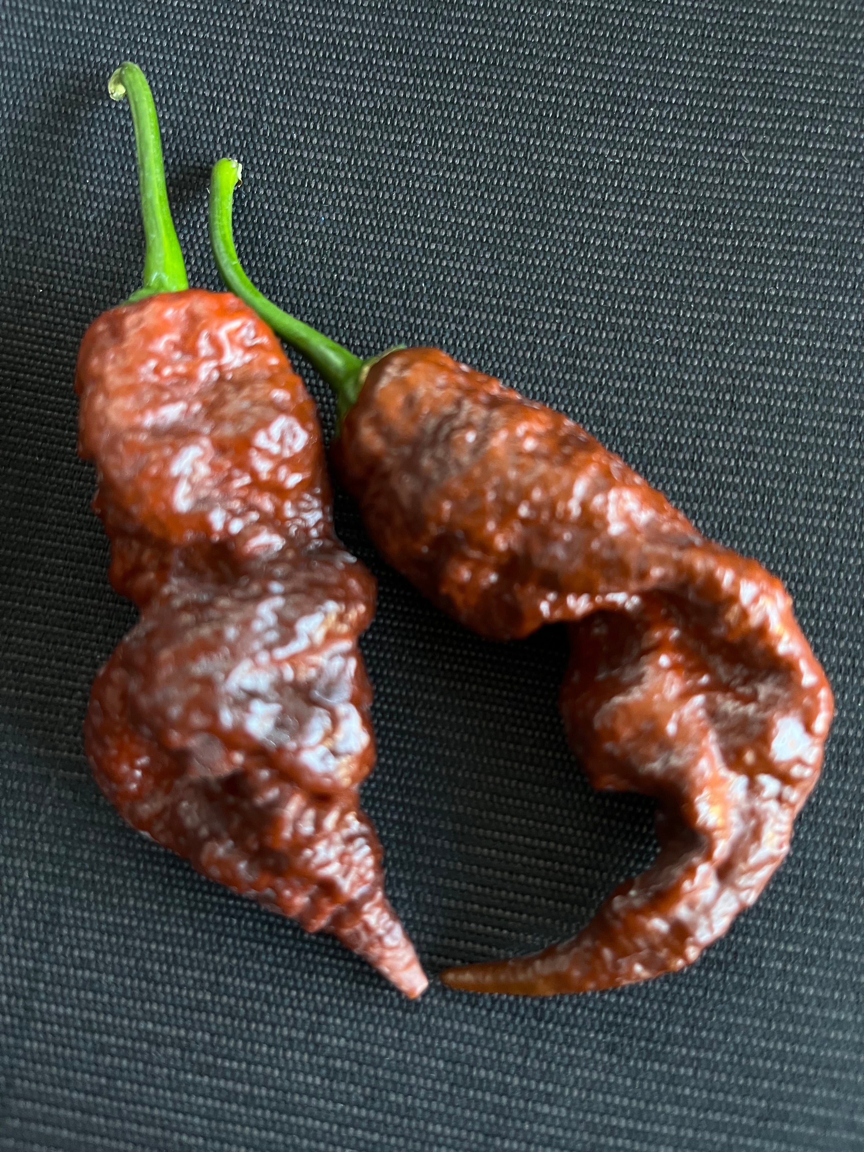 Chocolate Primotali seeds
