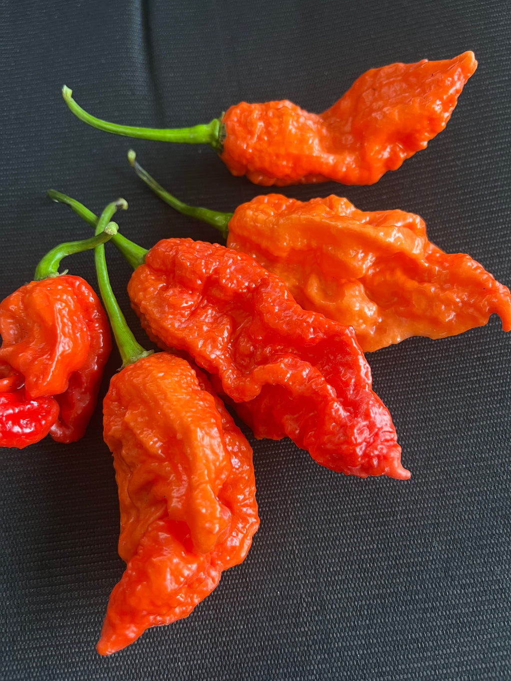 Super Bhut jolokia red seeds