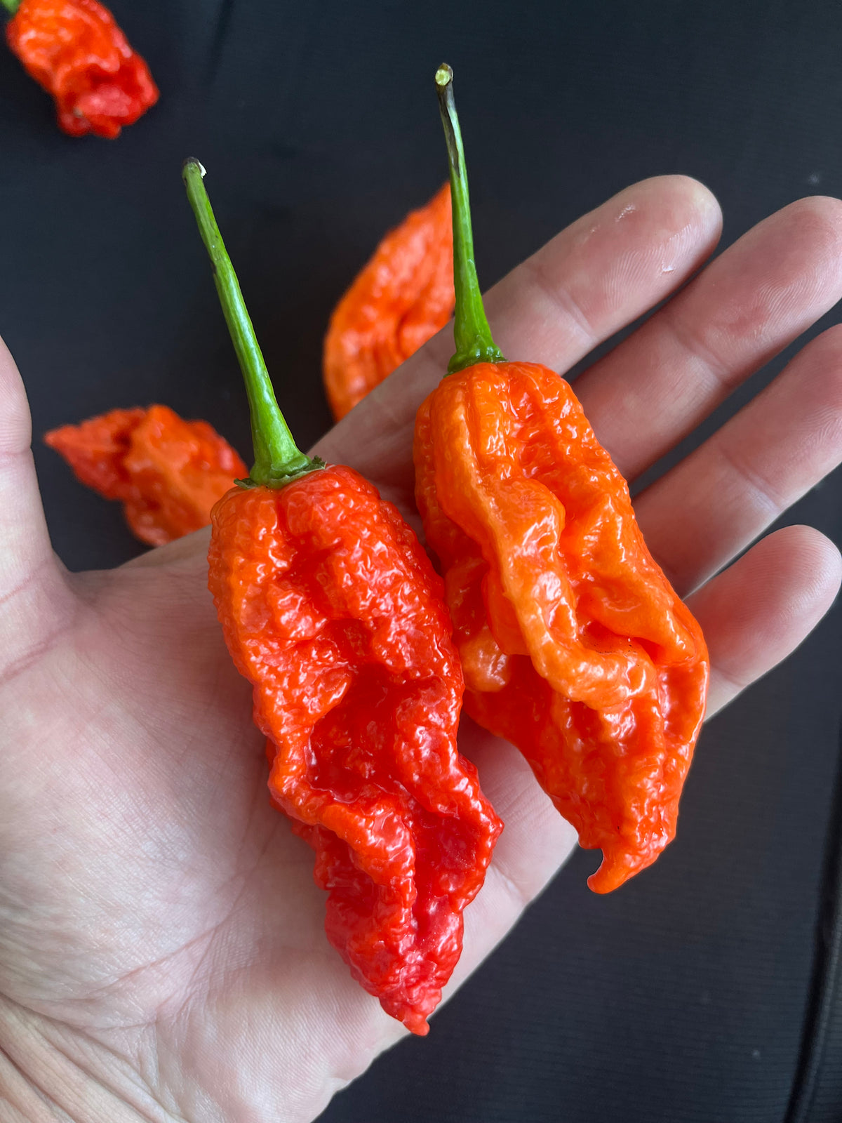 Super Bhut jolokia red seeds