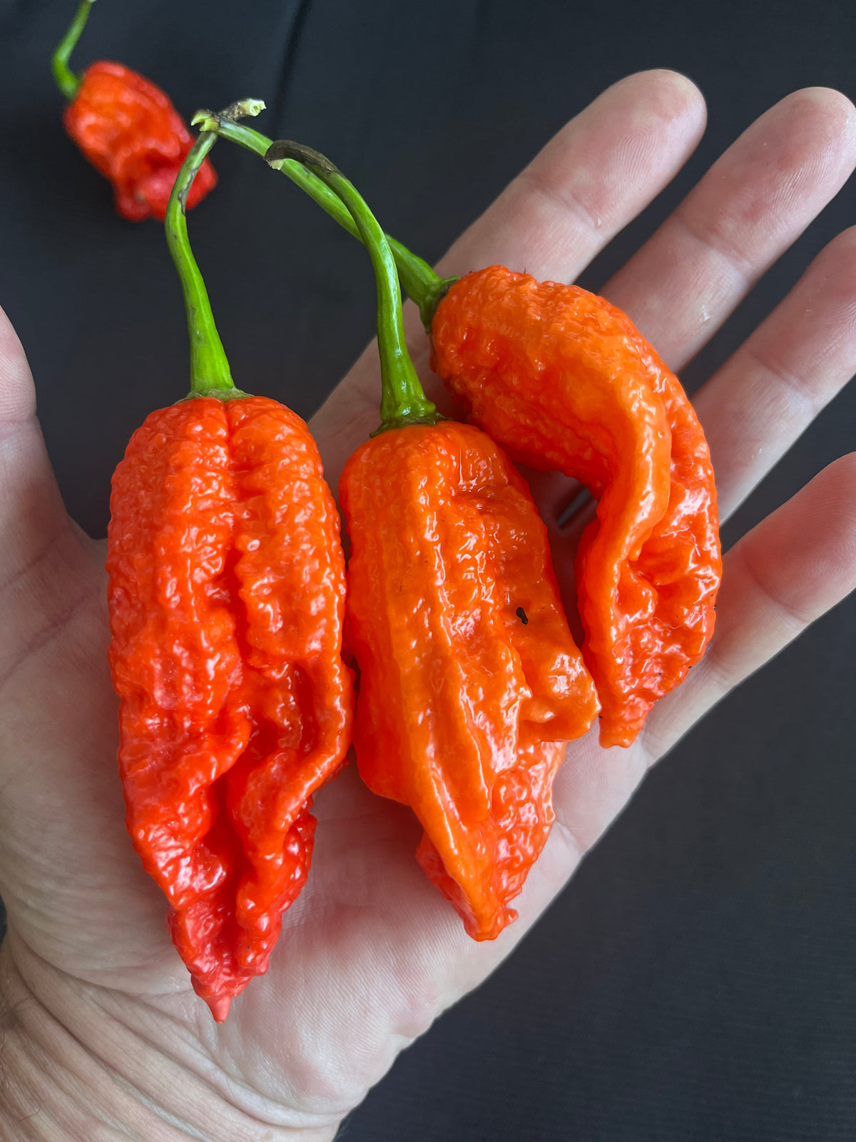 Super Bhut jolokia red seeds