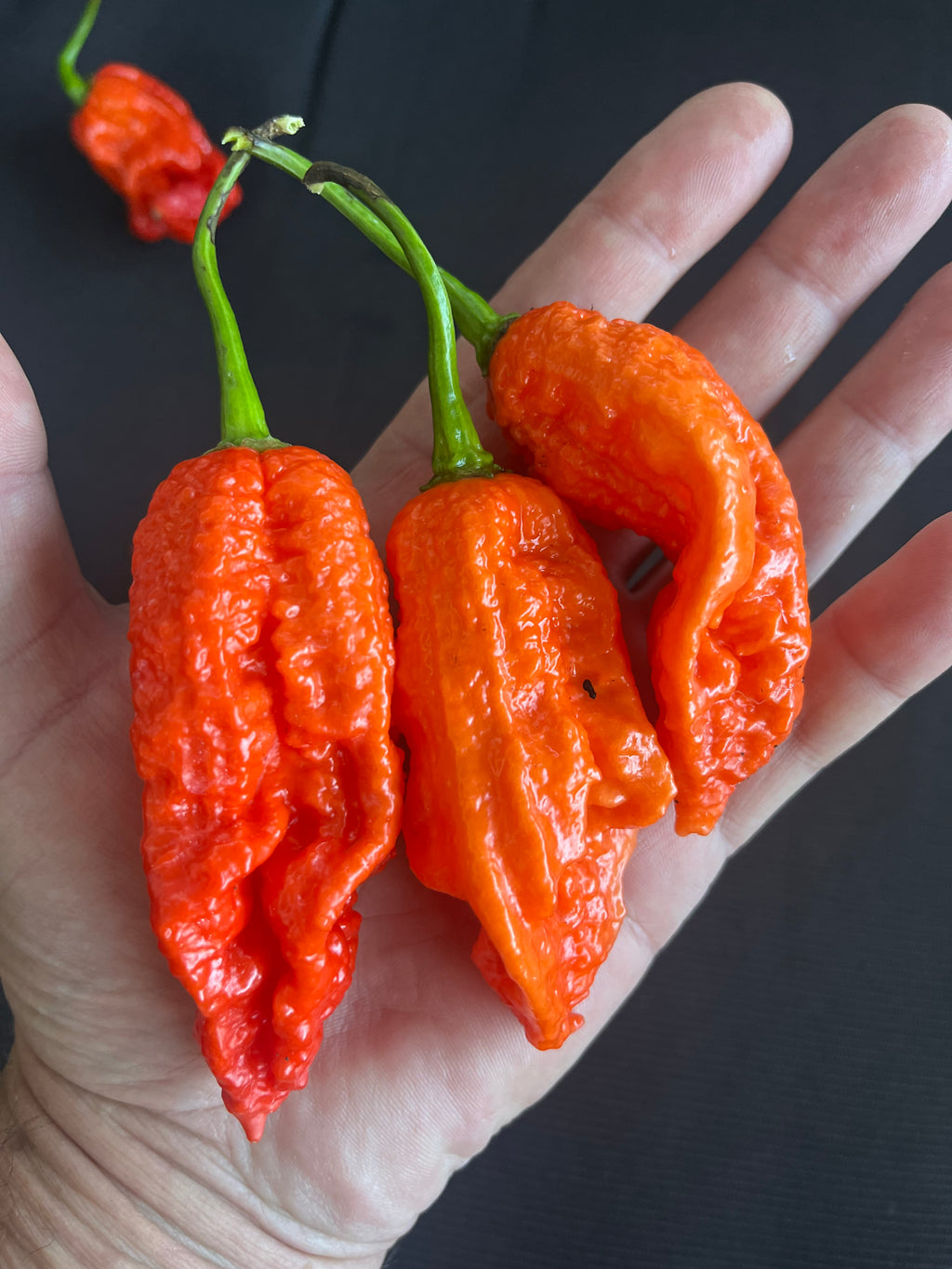 Super Bhut jolokia red seeds
