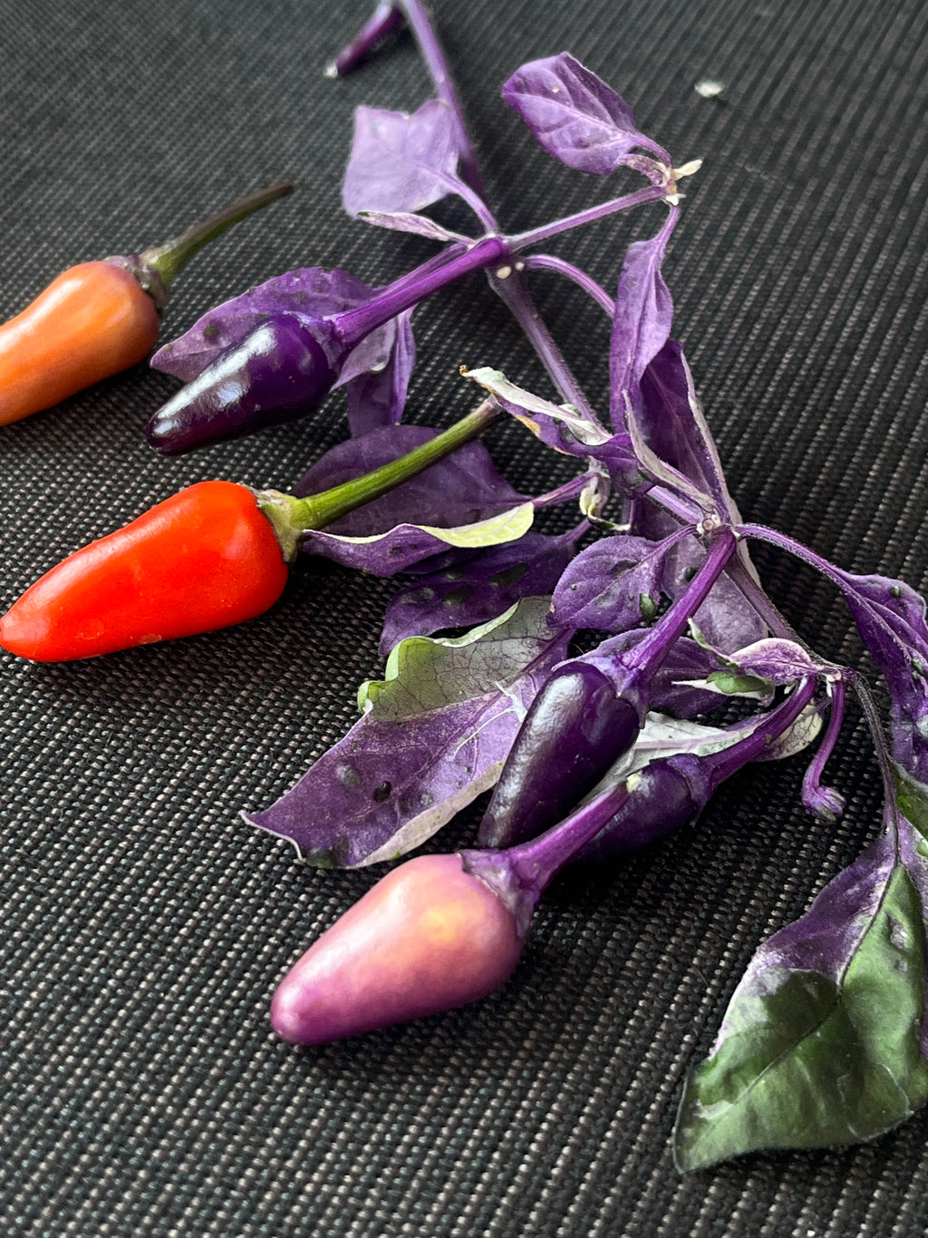 Dream catcher x purple flush seeds