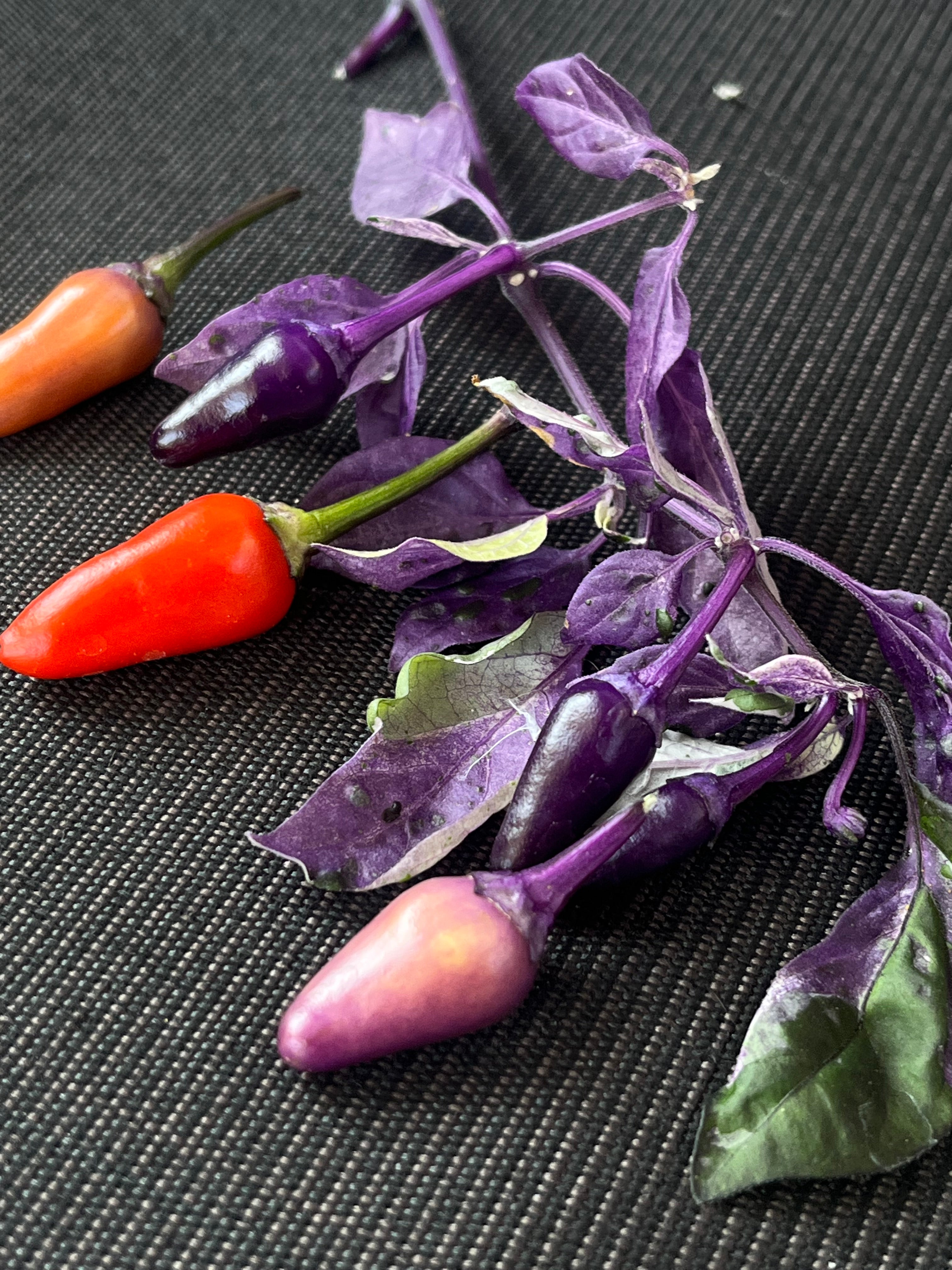 Dream catcher x purple flush seeds