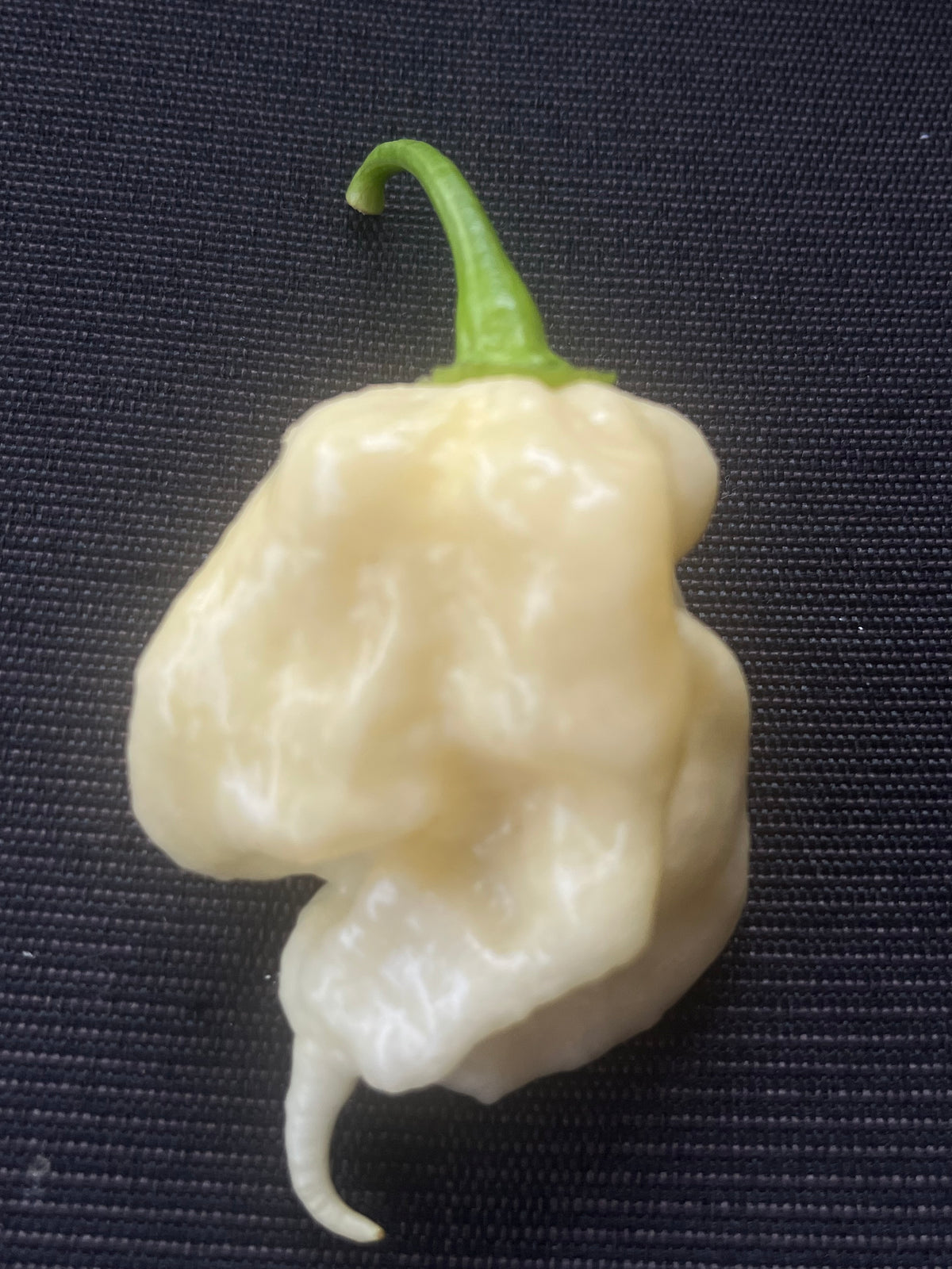 White Moruga scorpion seeds
