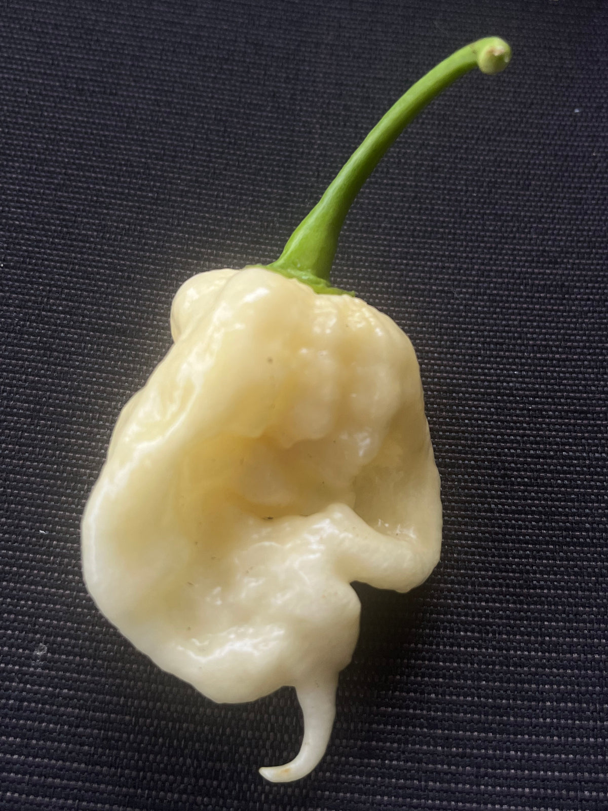 White Moruga scorpion seeds