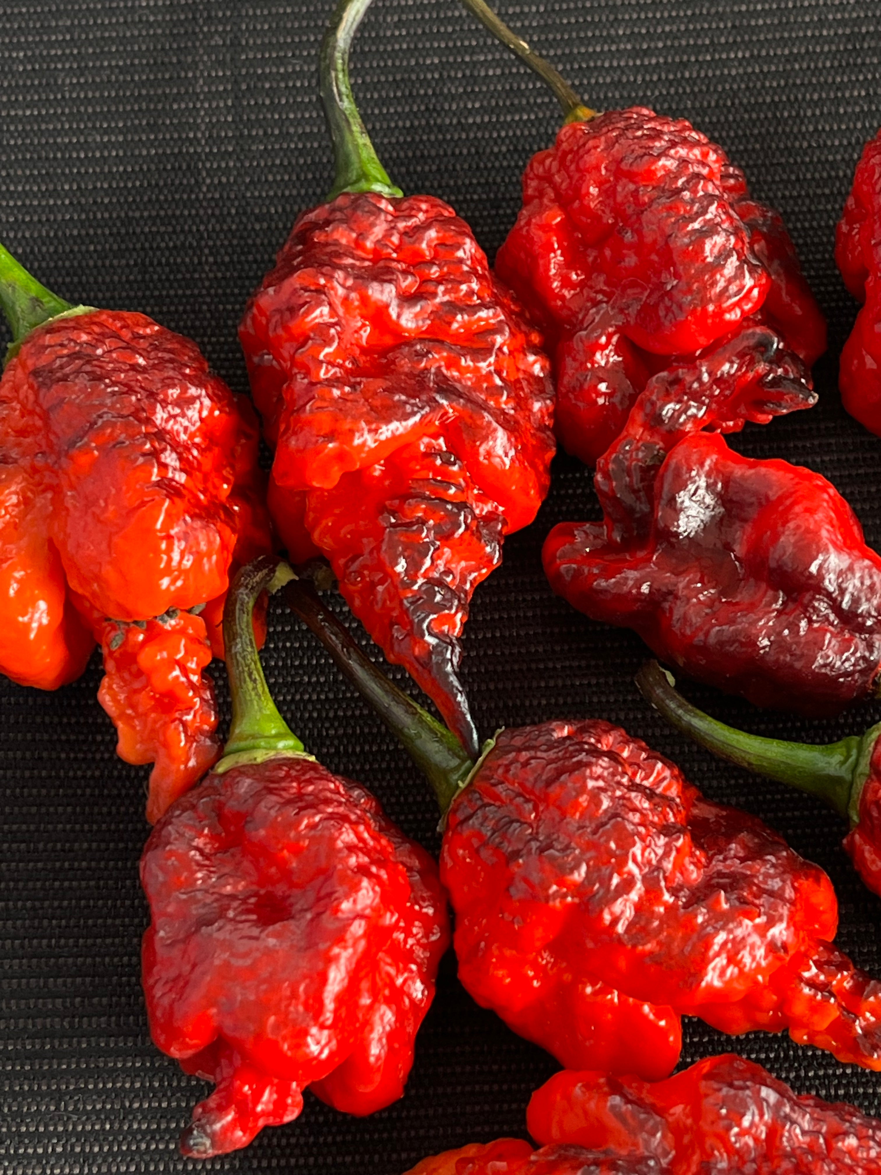 Black widow pepper  (F4) seeds
