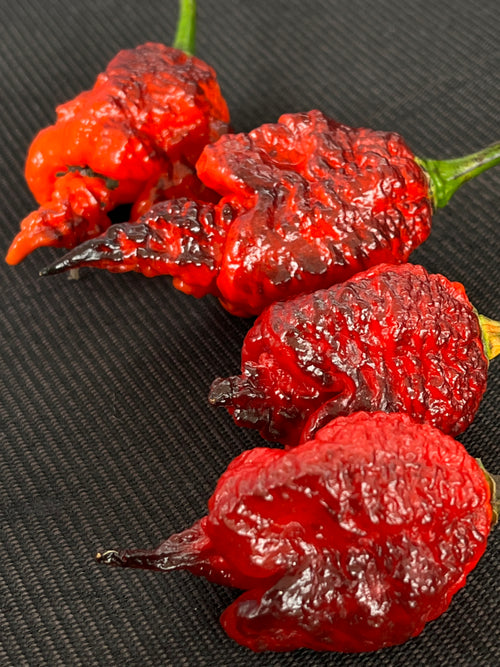 Black widow pepper  (F4) seeds