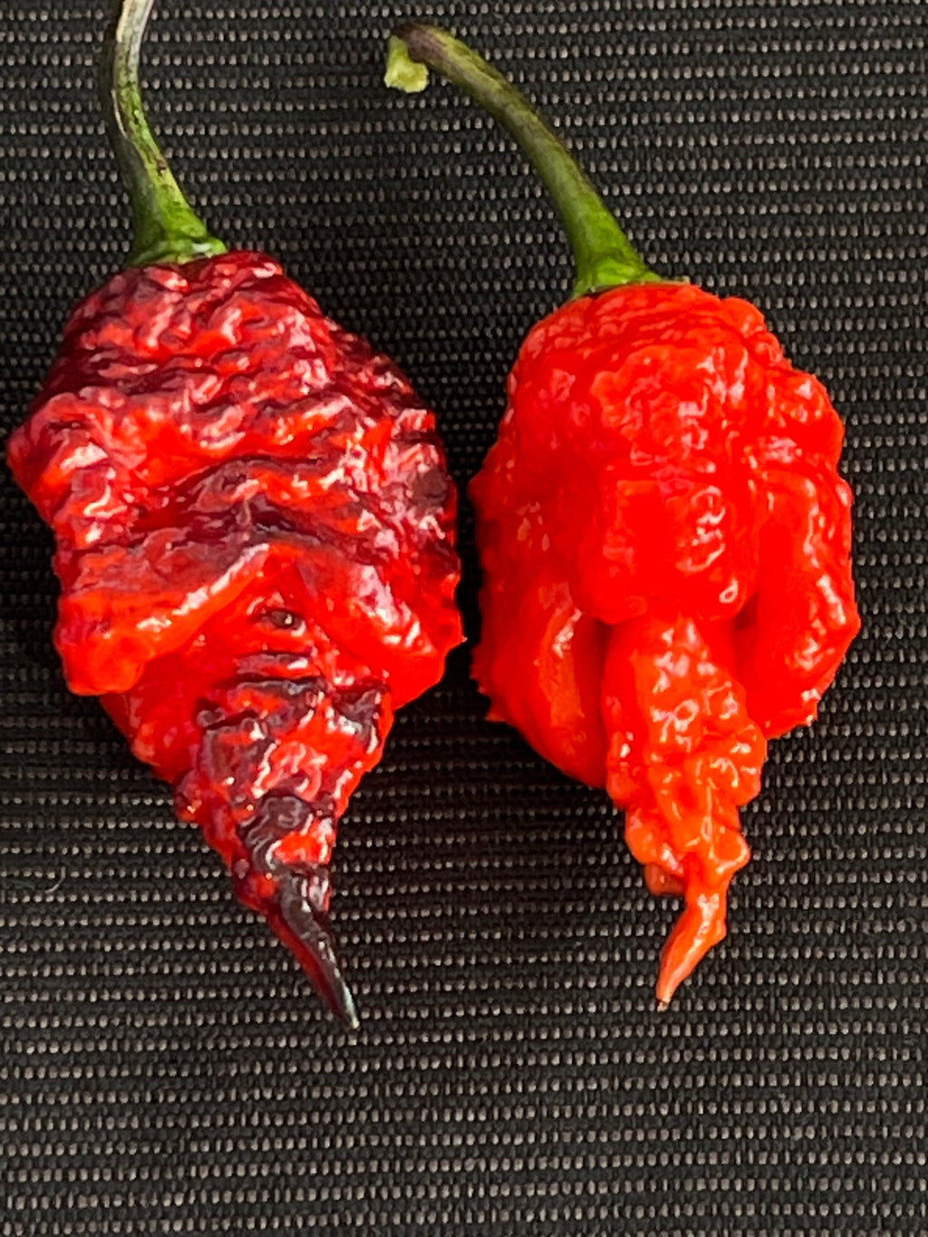 Black widow pepper  (F4) seeds