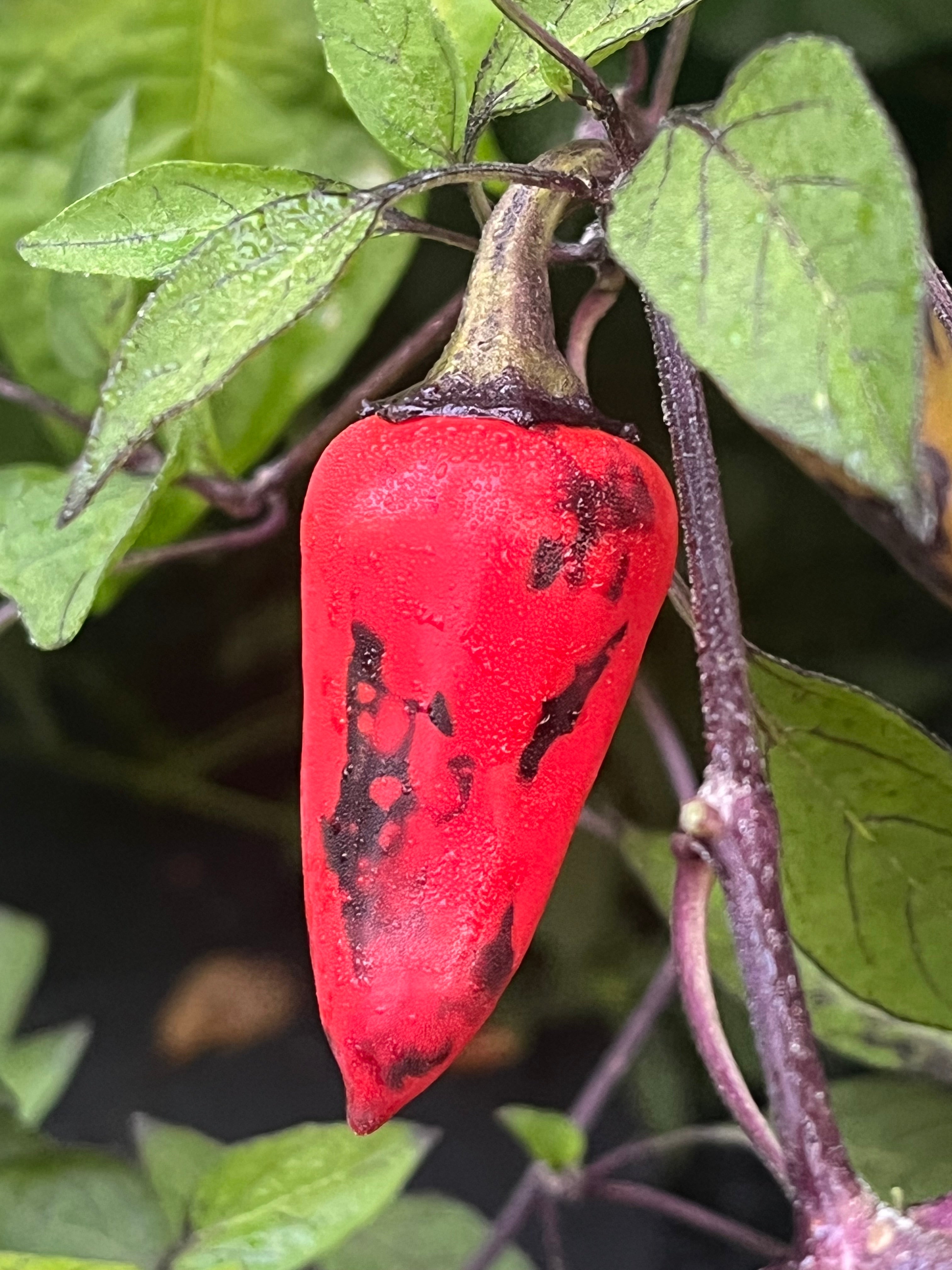 Dark blood seeds