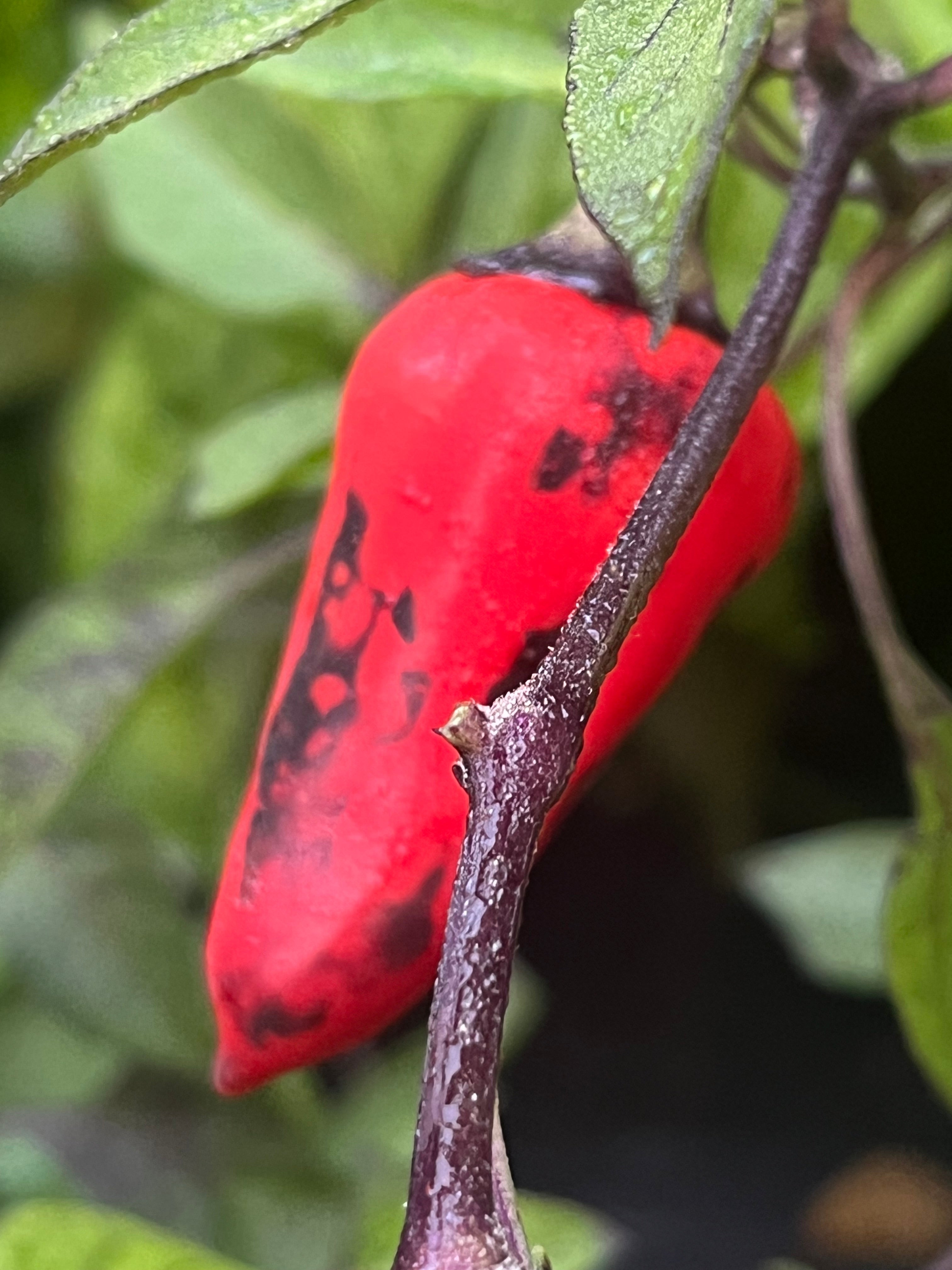 Dark blood seeds