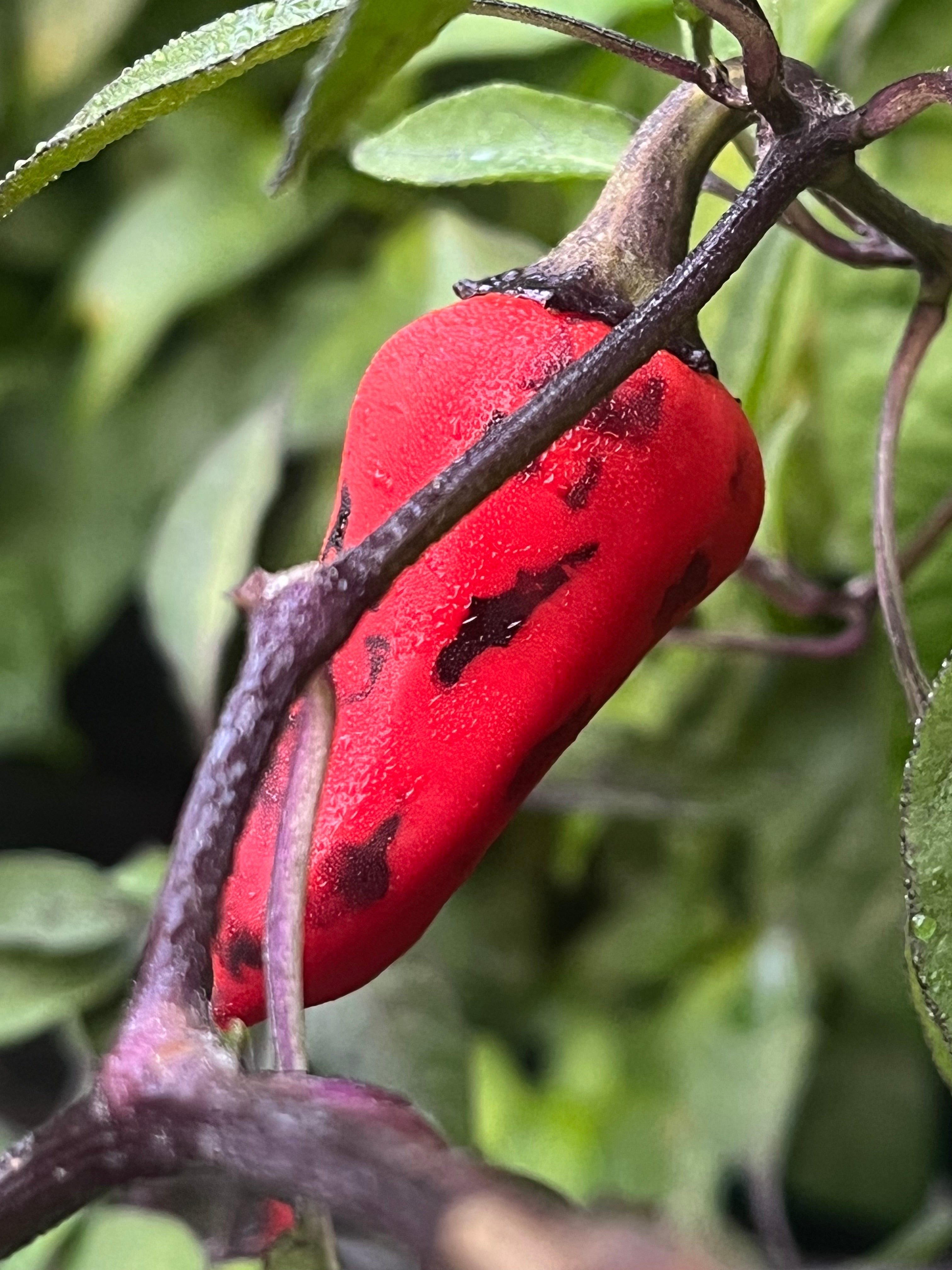 Dark blood seeds