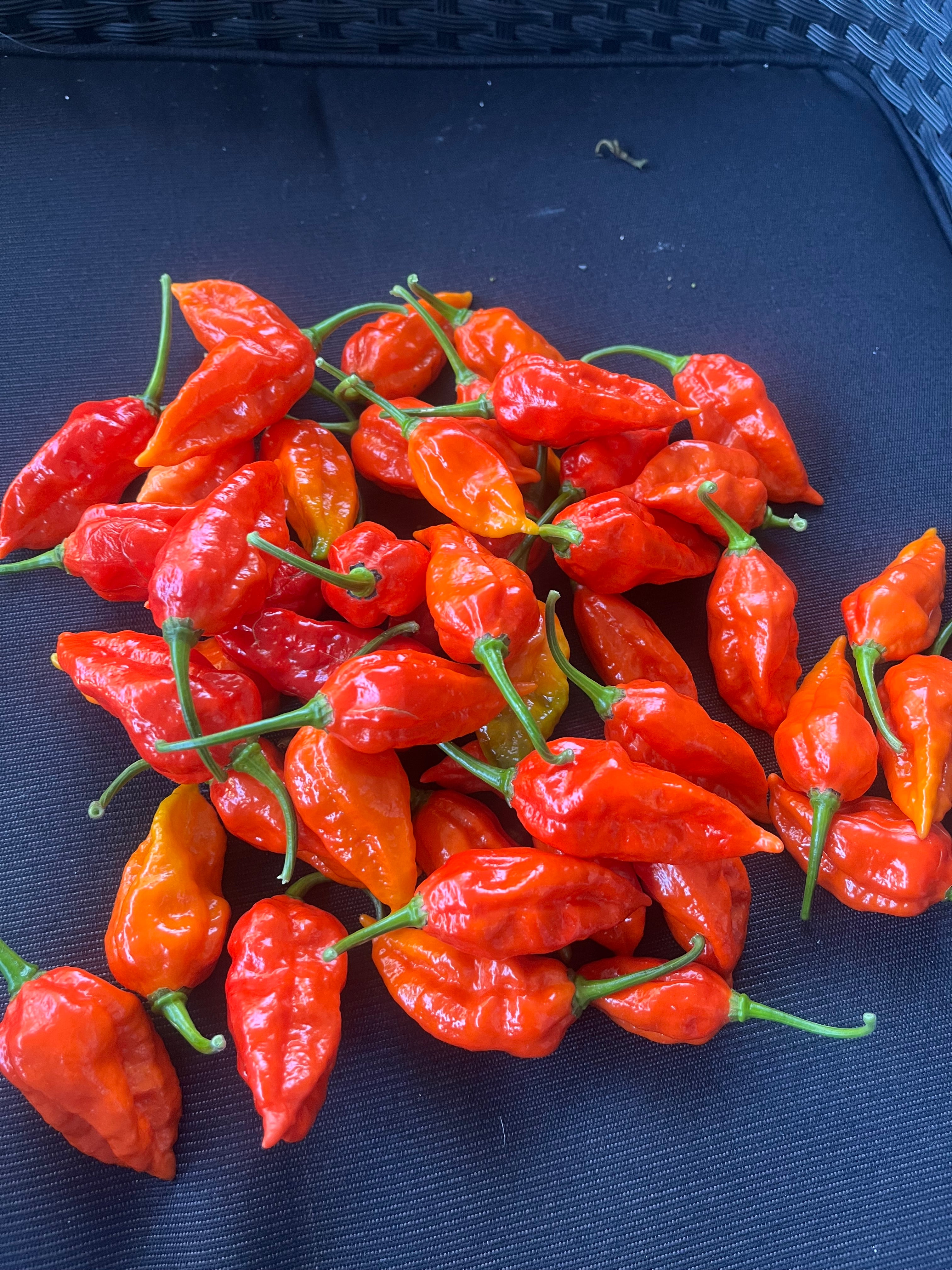 Dorset Naga seeds
