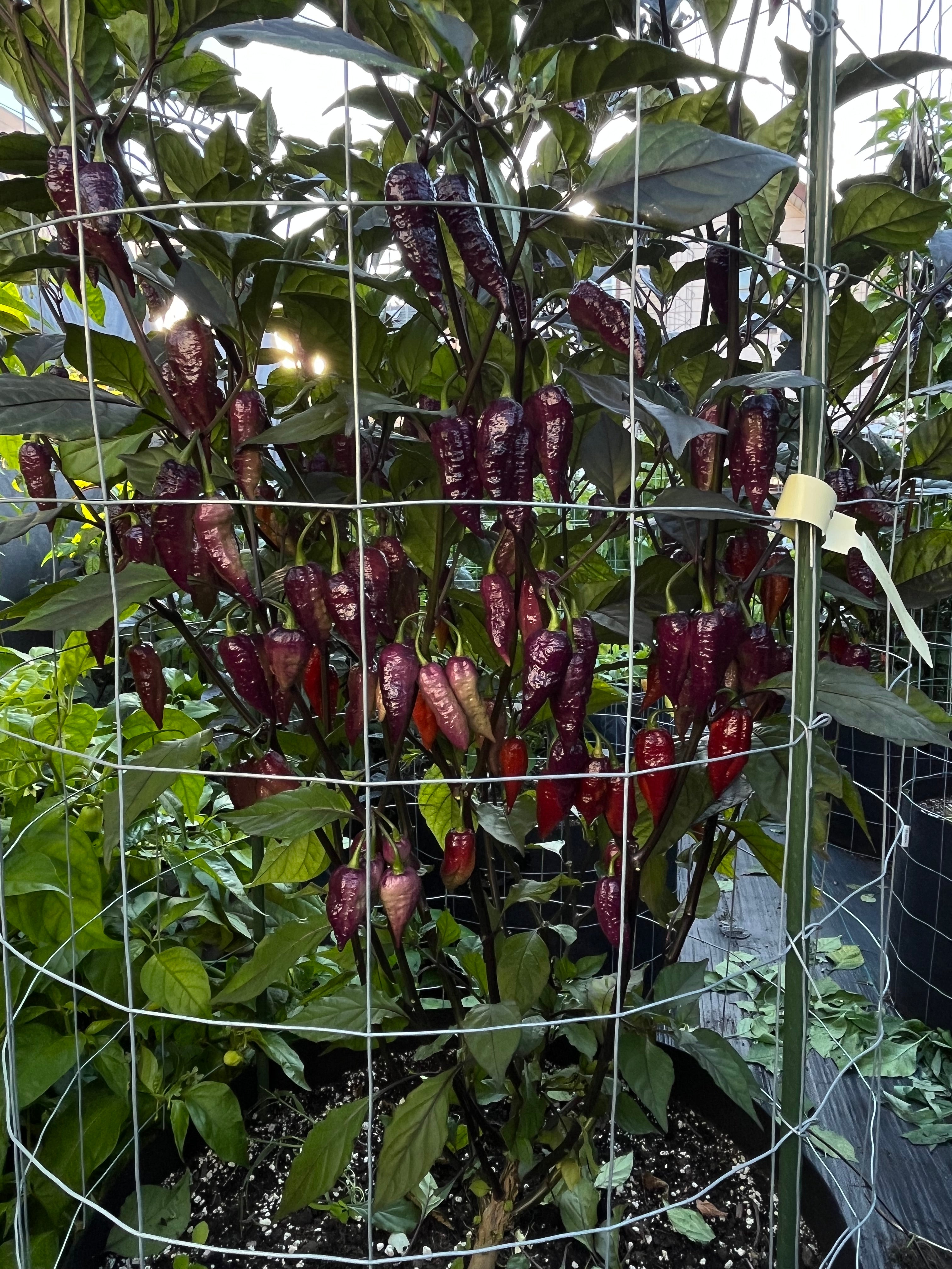 Fox dark ghost Gnarly ruby seeds