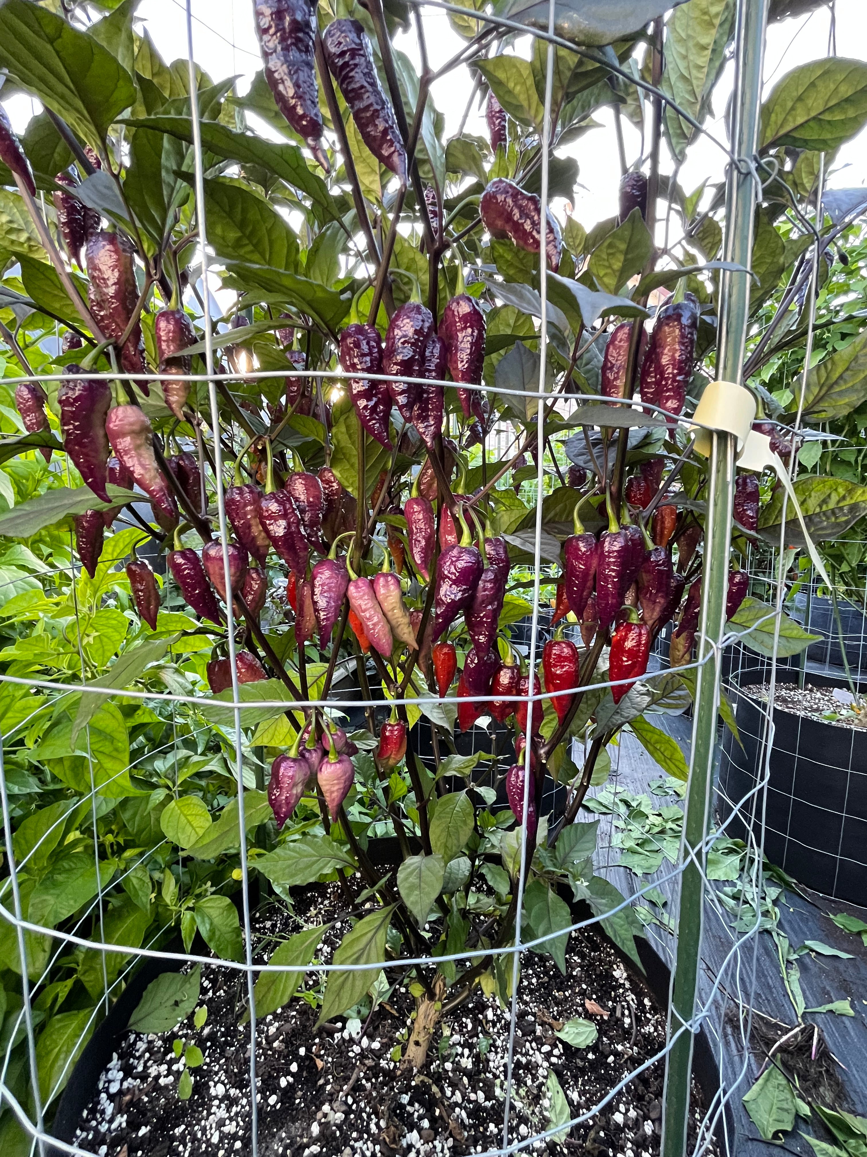 Fox dark ghost Gnarly ruby seeds