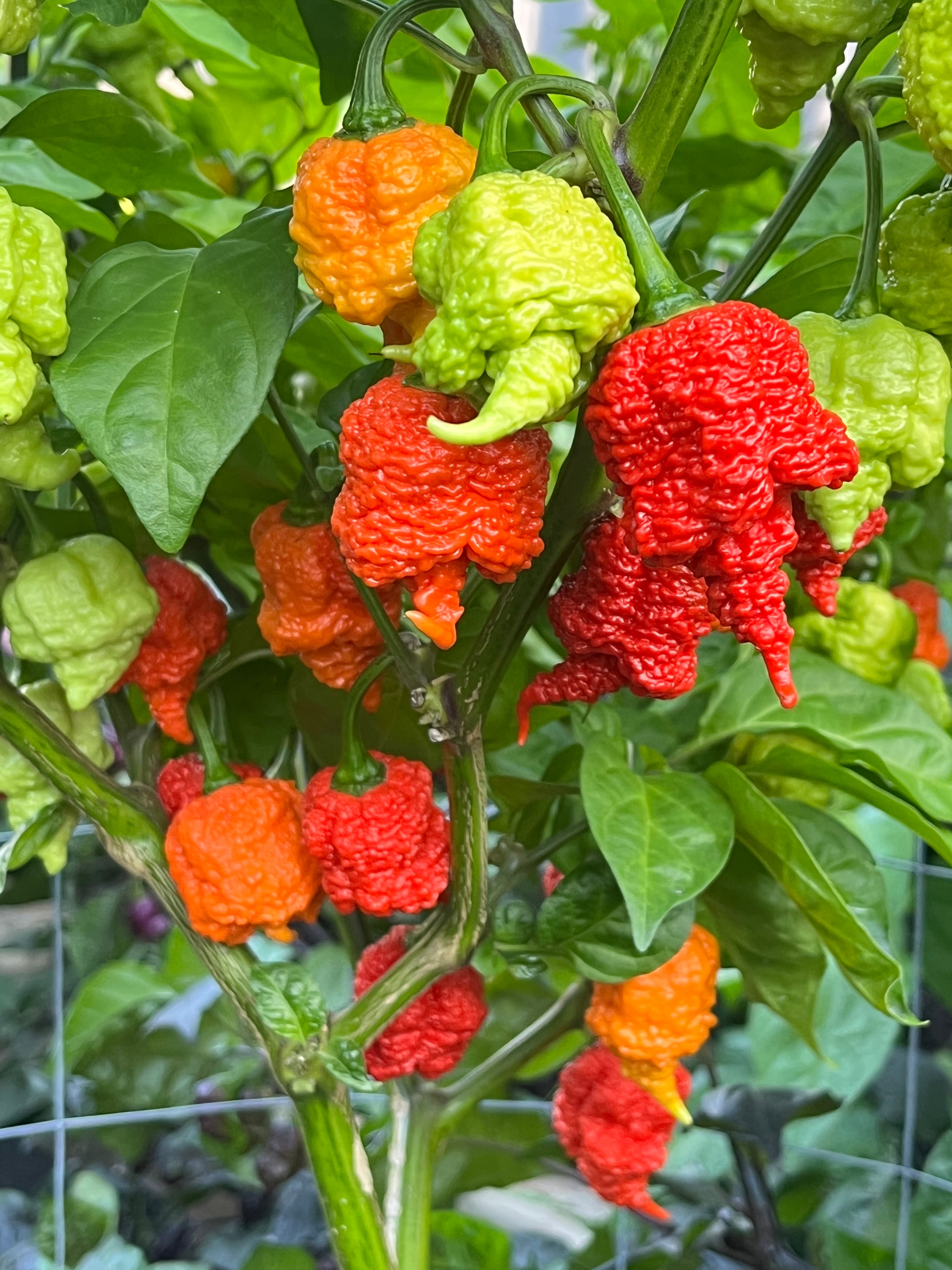 RB003 seeds