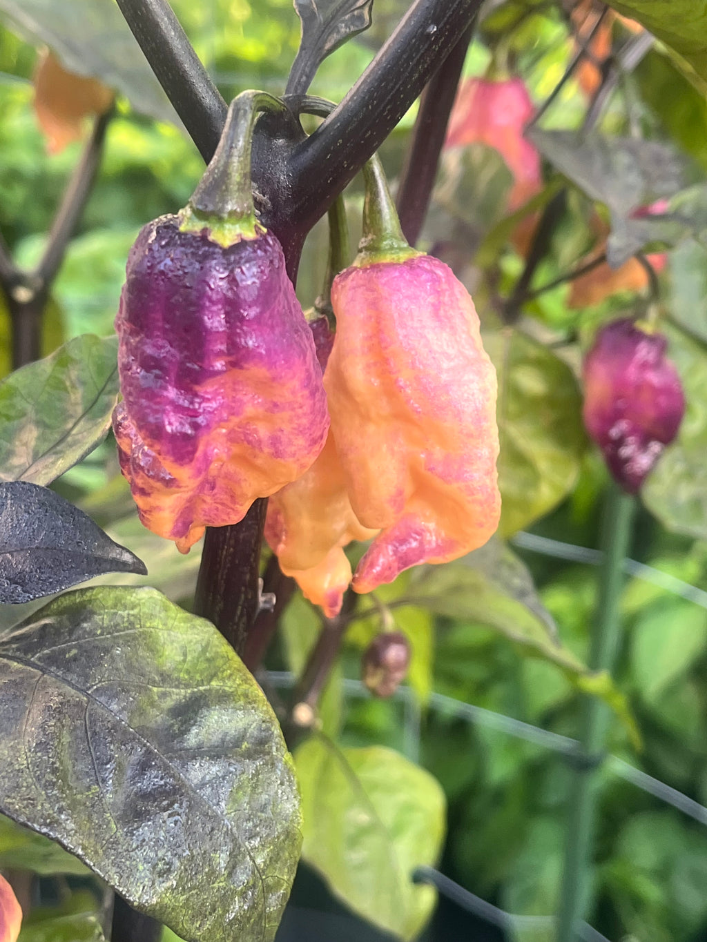 Faddas Boar Claws Purple (F6) seeds