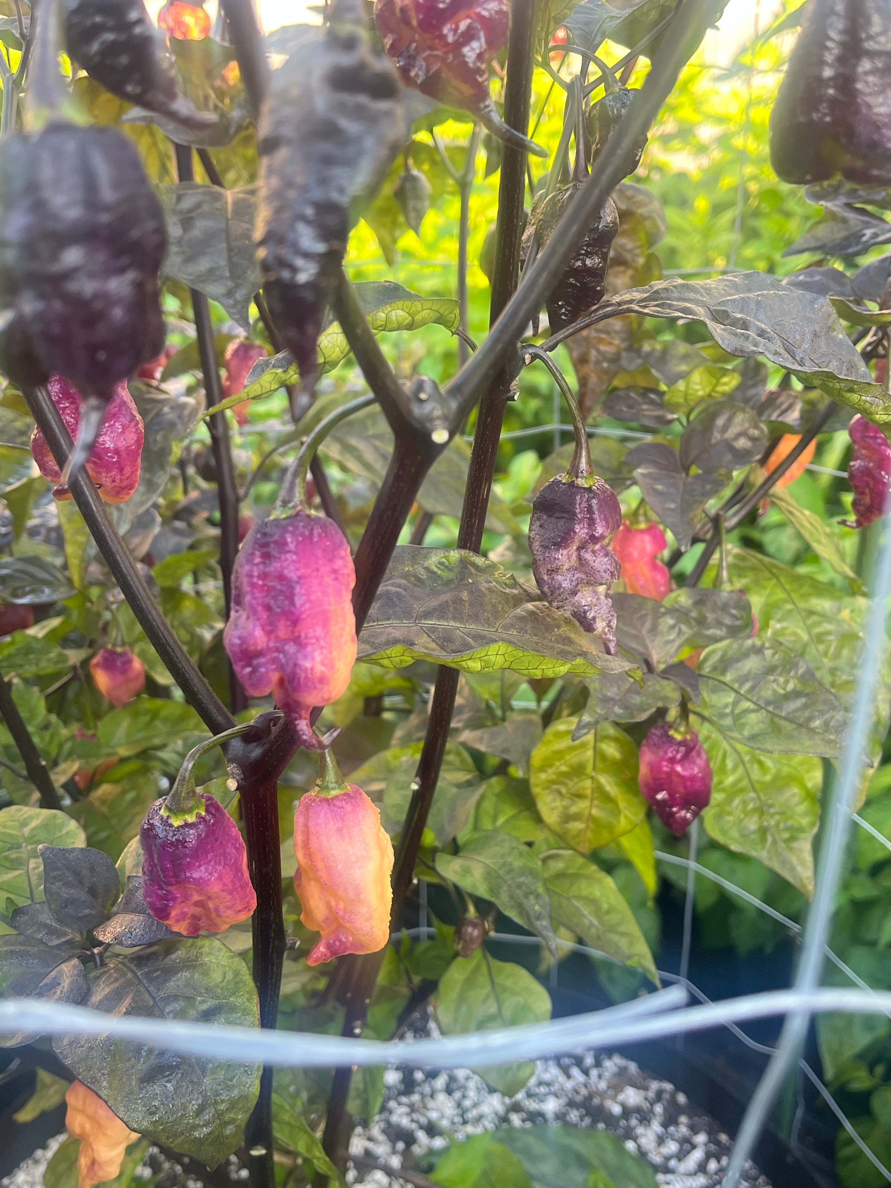 Faddas Boar Claws Purple (F6) seeds