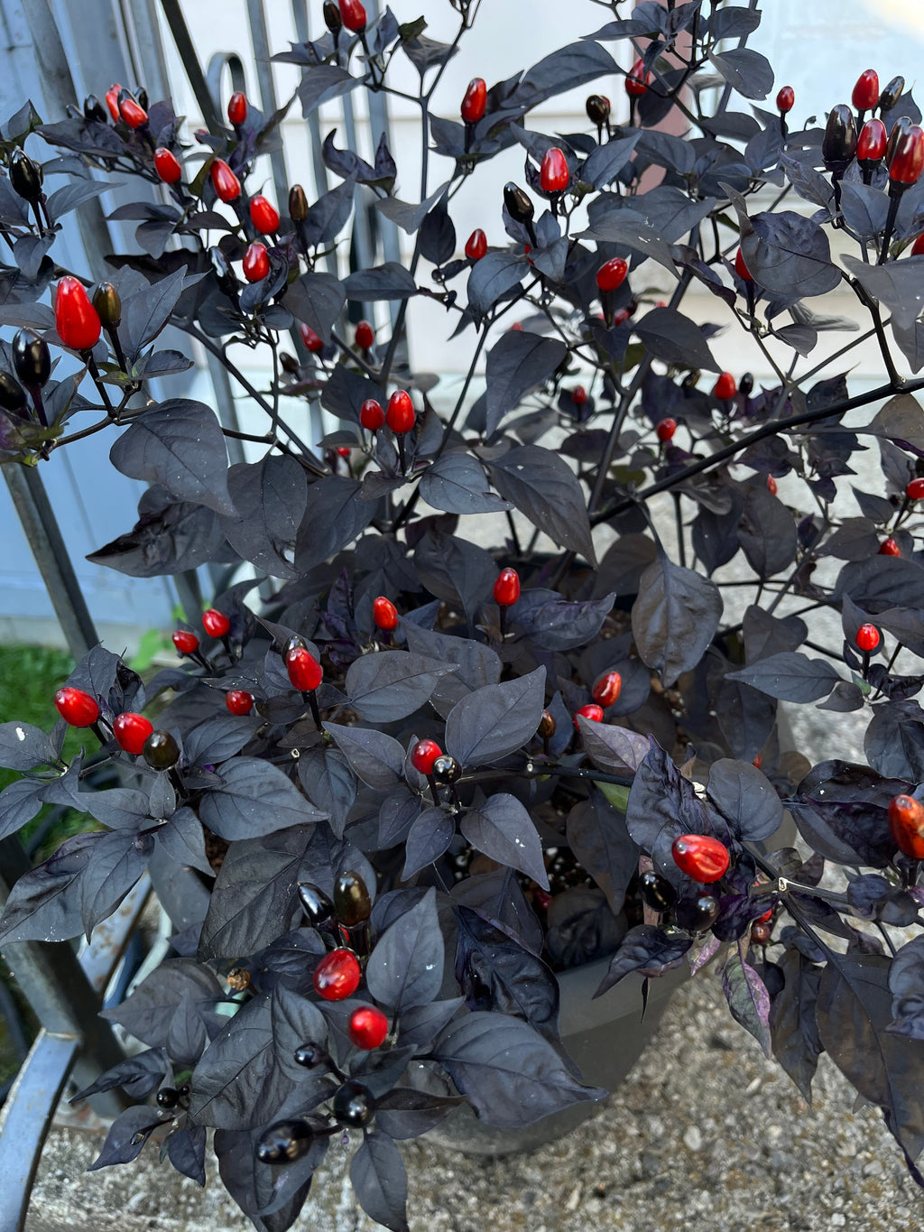 Brazilian purple flush ruby seeds