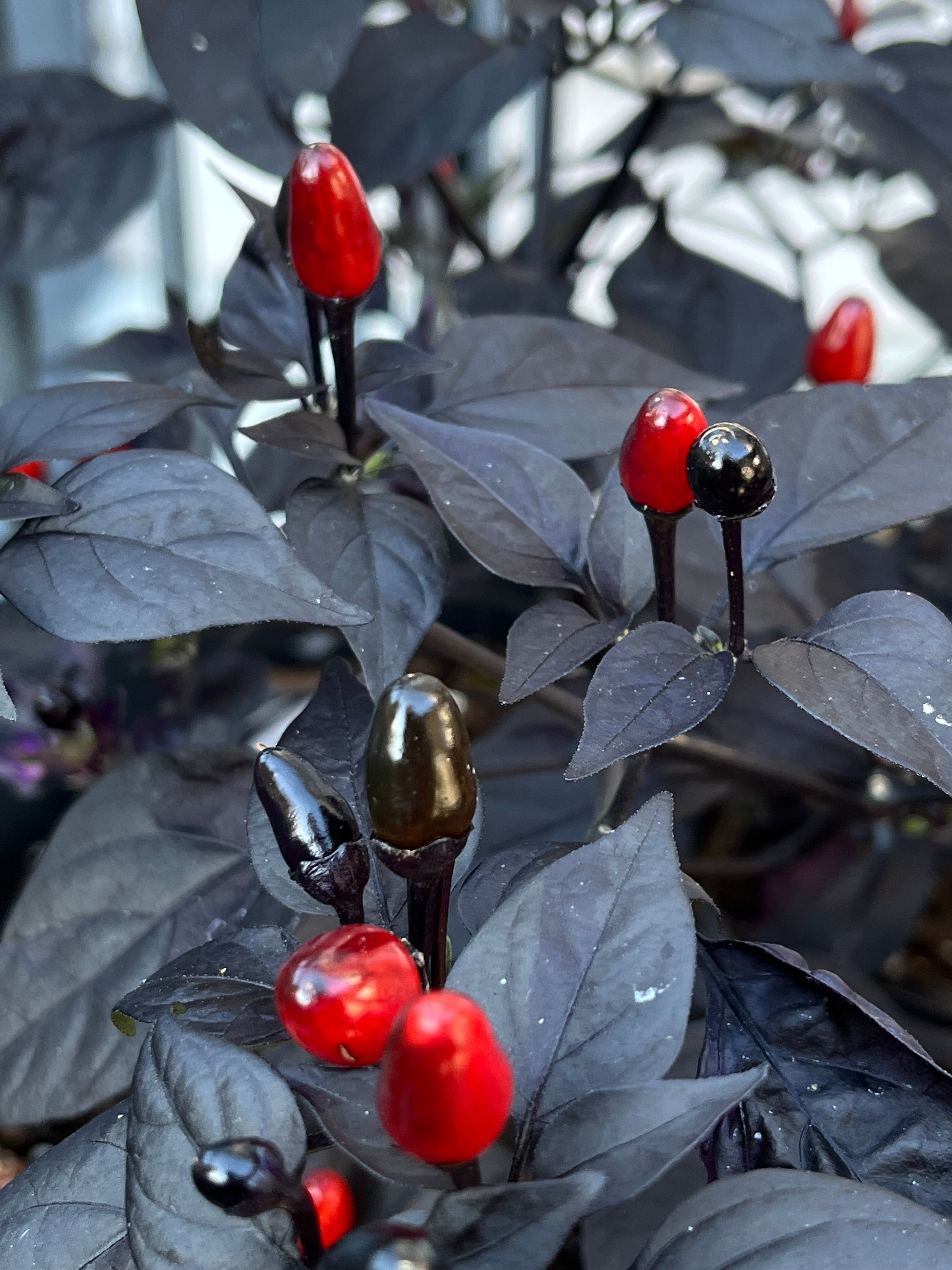 Brazilian purple flush ruby seeds