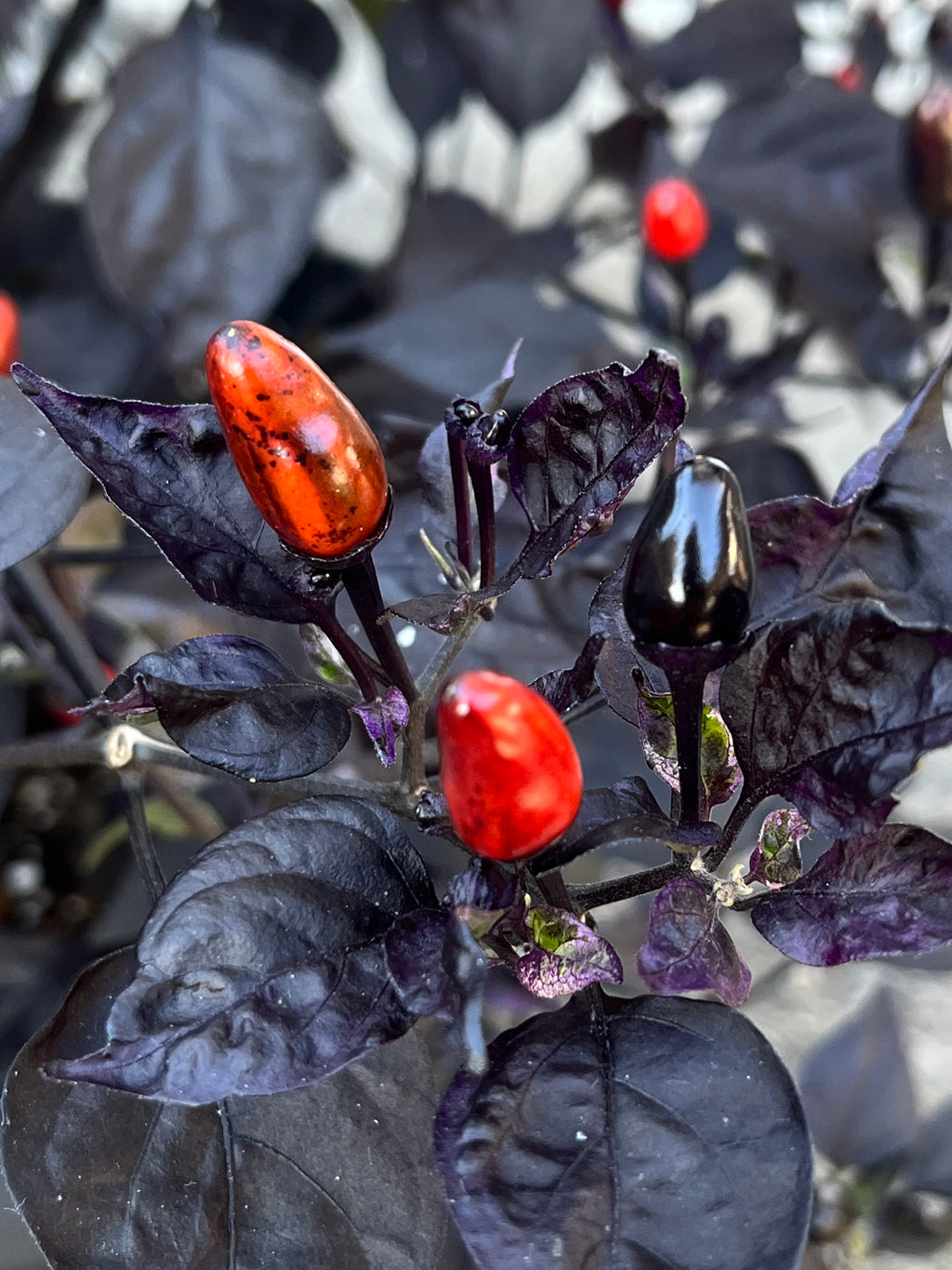 Brazilian purple flush ruby seeds