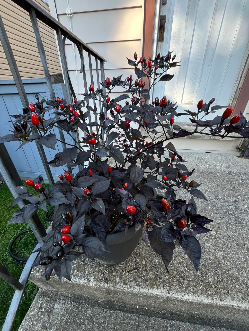 Brazilian purple flush ruby seeds