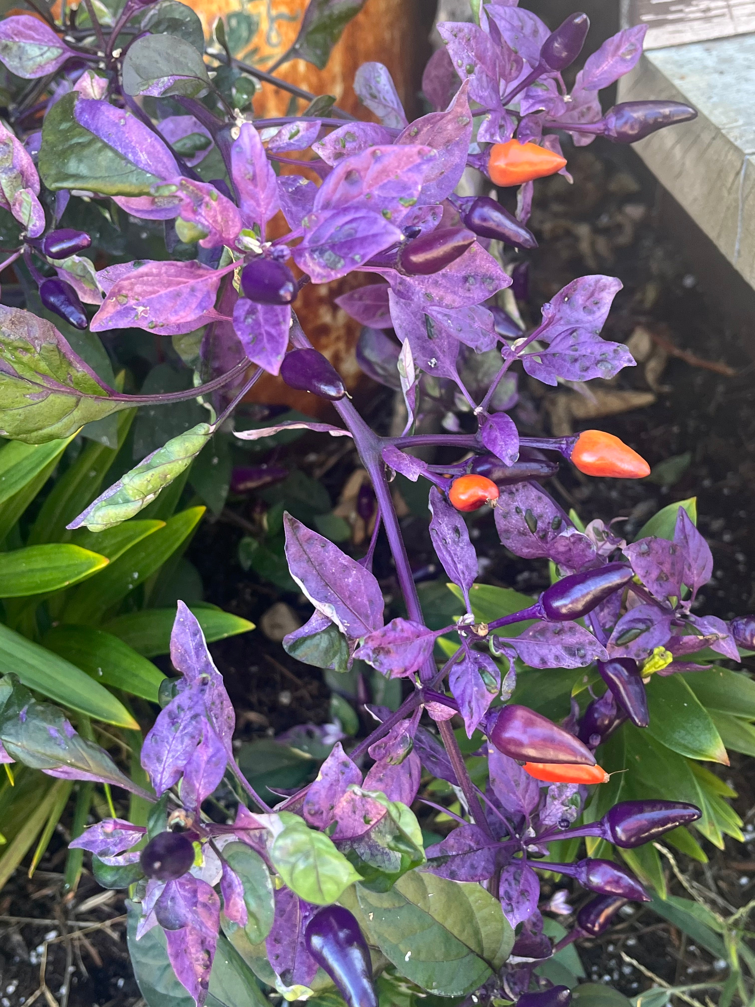 Dream catcher x purple flush seeds